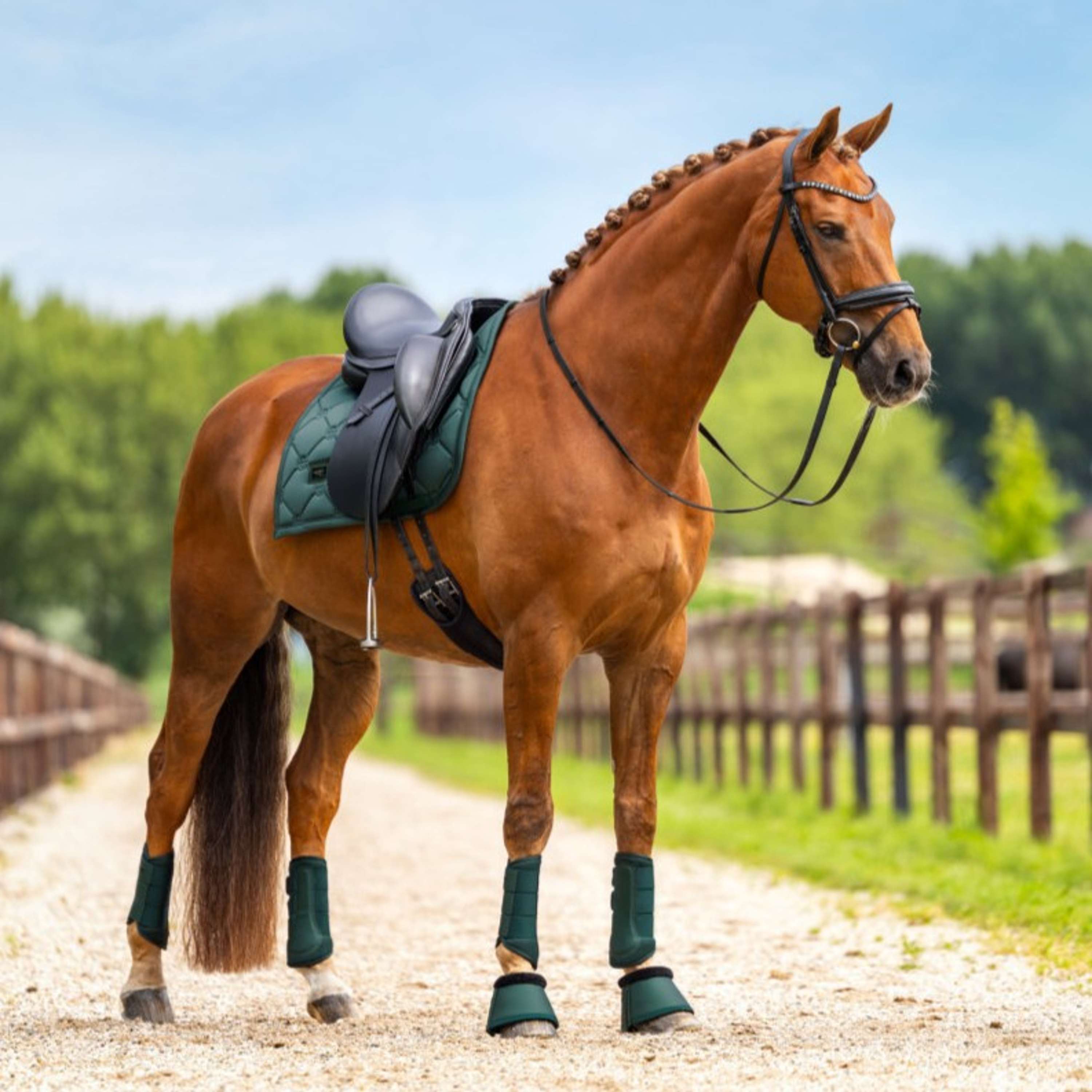Equestrian Stockholm Tapis de Selle Satin Dressage Sycamore Green