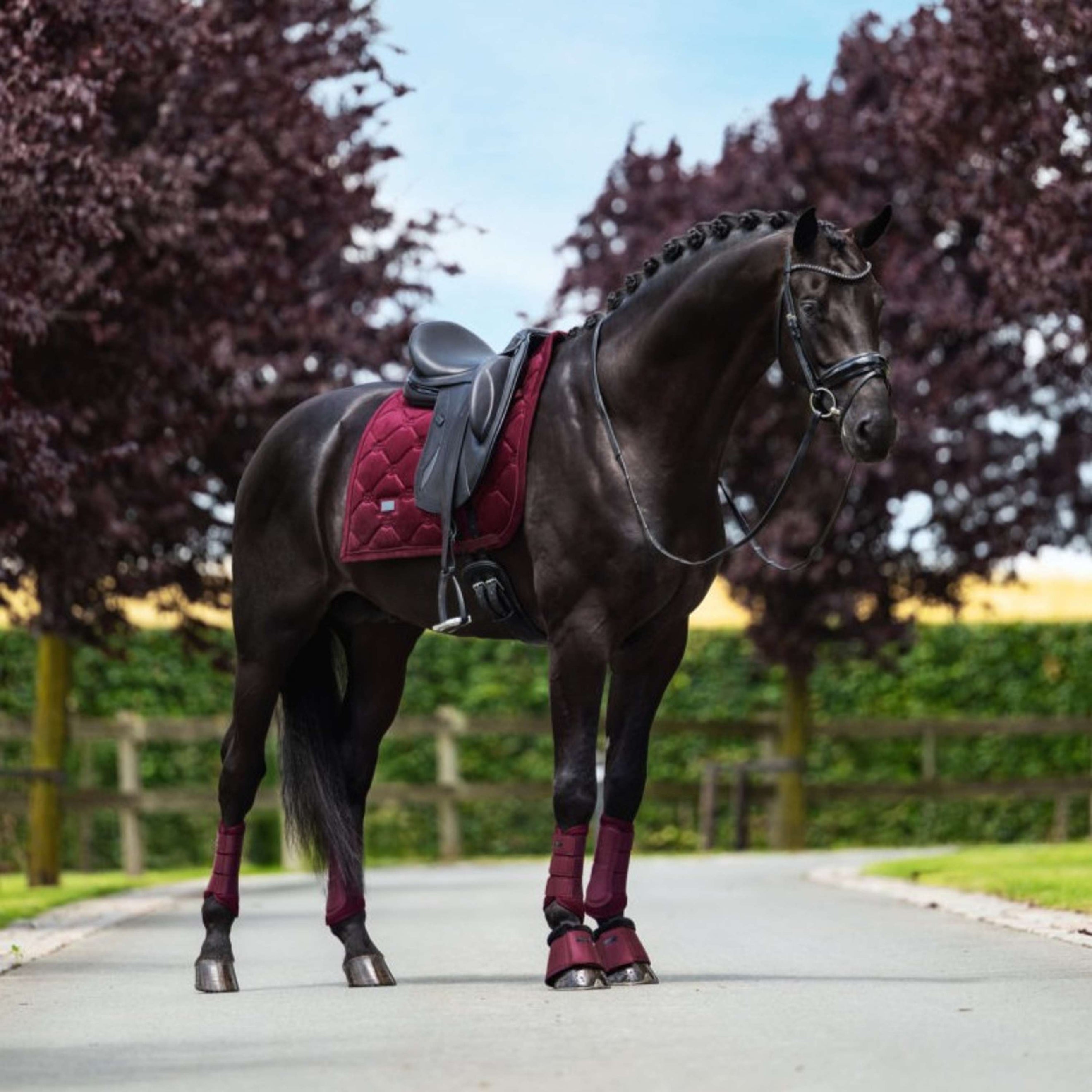 Equestrian Stockholm Tapis de Selle Velvet Dressage Merlot Equestrian Stockholm Tapis de Selle Velvet Dressage Merlot