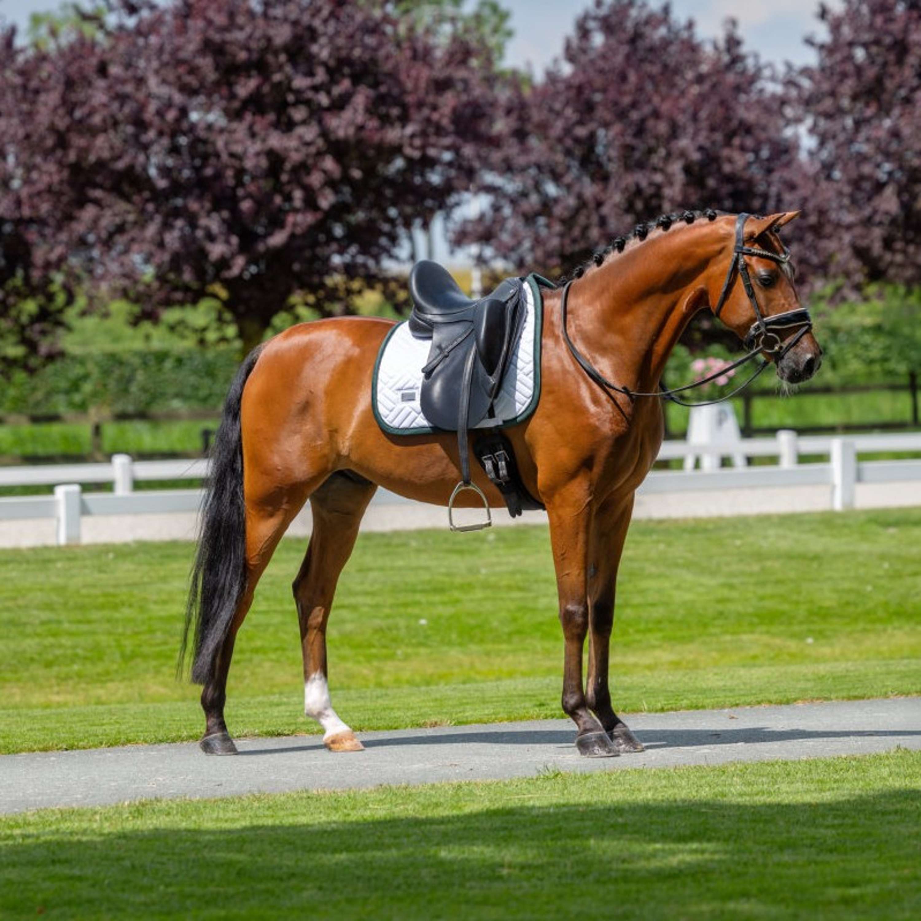 Equestrian Stockholm Tapis de Selle Modern Dressage Blanc/Sycamore Green