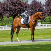 Equestrian Stockholm Tapis de Selle Modern Dressage Blanc/Sycamore Green