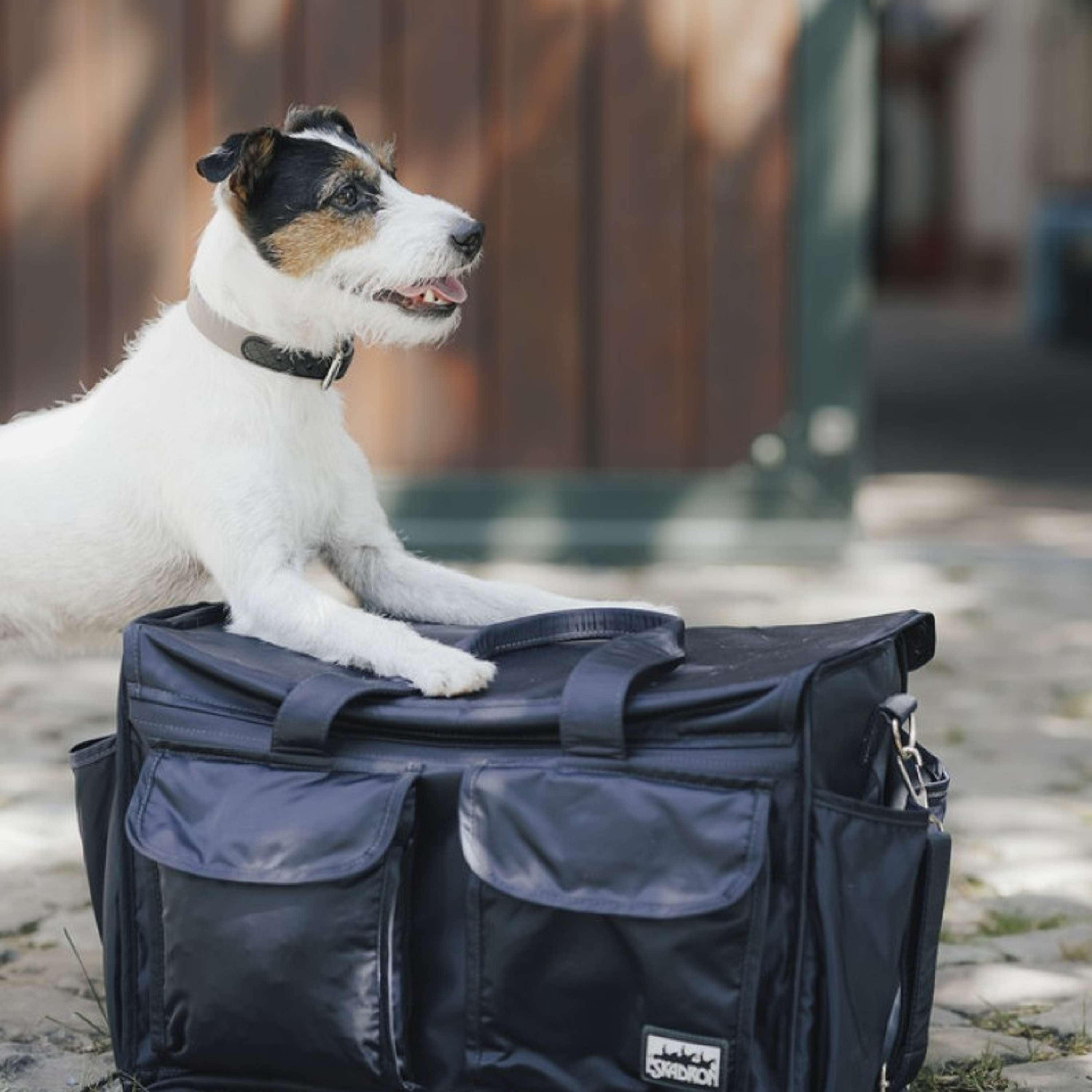 Hunter x Eskadron Collier pour Chien Spark Taupe
