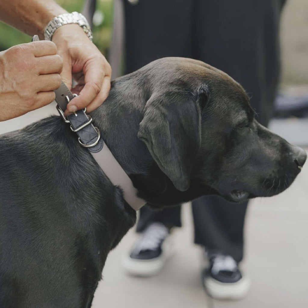 Hunter x Eskadron Collier pour Chien Spark Taupe