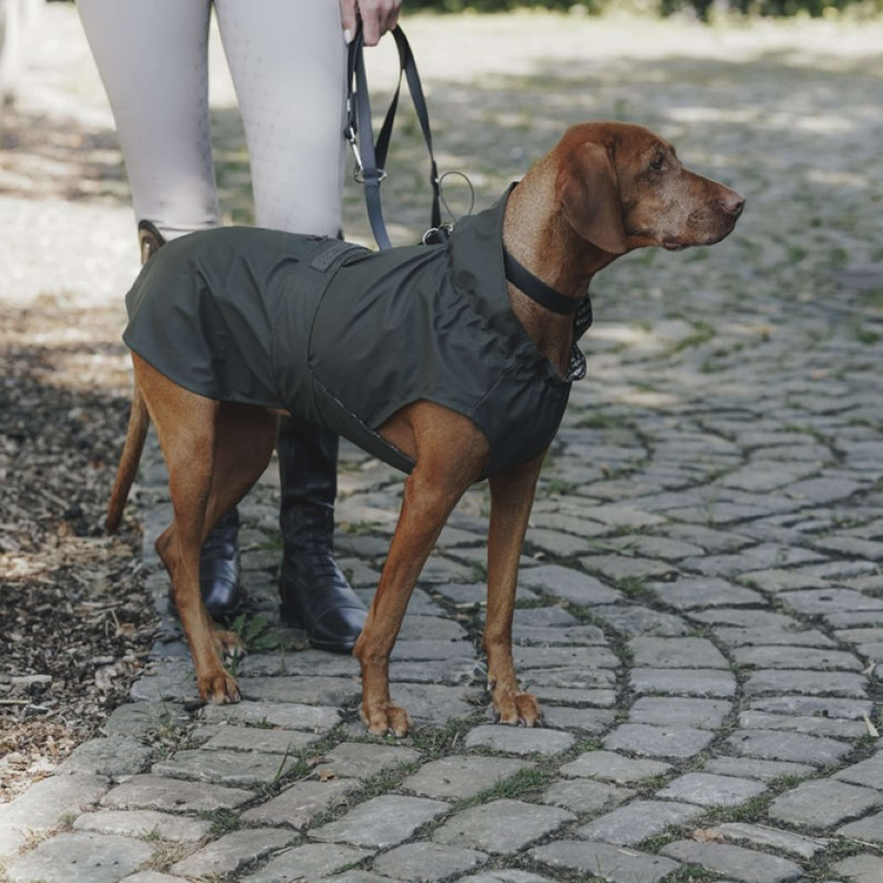 Hunter x Eskadron Imperméable Pour Chien Rainshield Olive