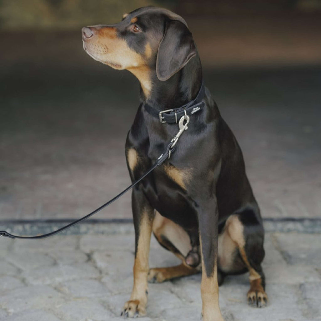 Hunter x Eskadron Collier pour Chien Spark Noir