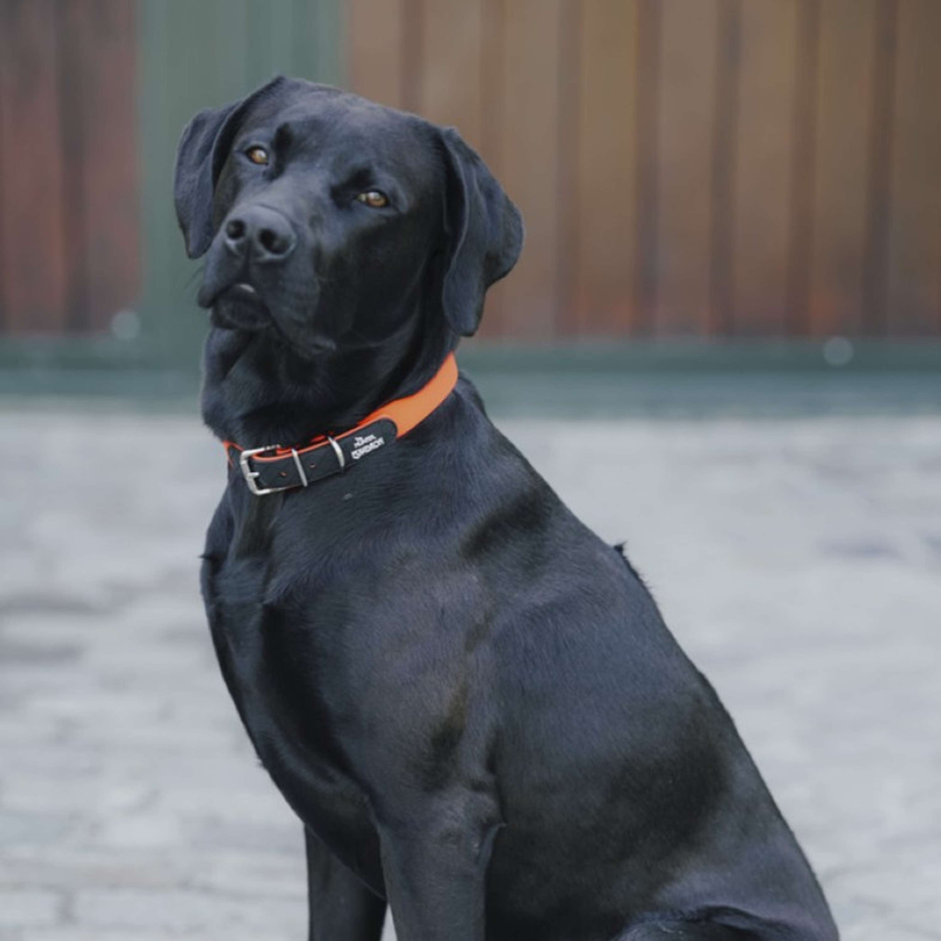 Hunter x Eskadron Collier pour Chien Spark Neon Orange