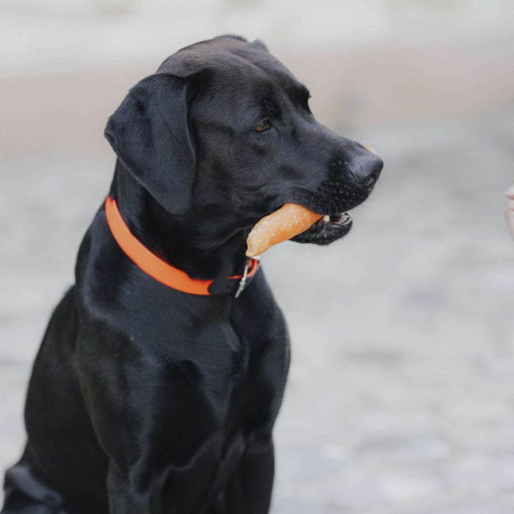 Hunter x Eskadron Collier pour Chien Spark Neon Orange