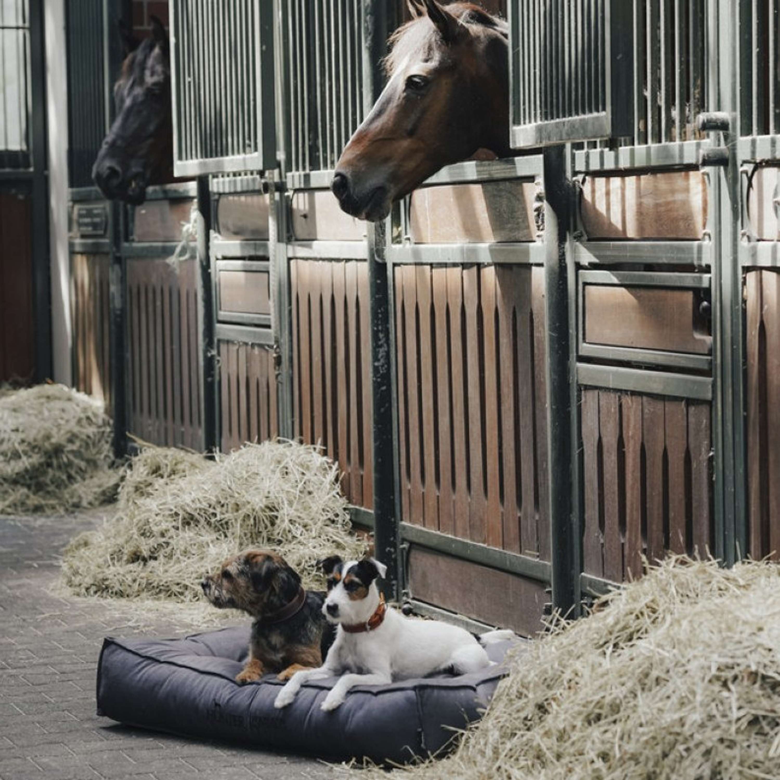 Hunter x Eskadron Lit pour Chien Chester Anthracite carreau
