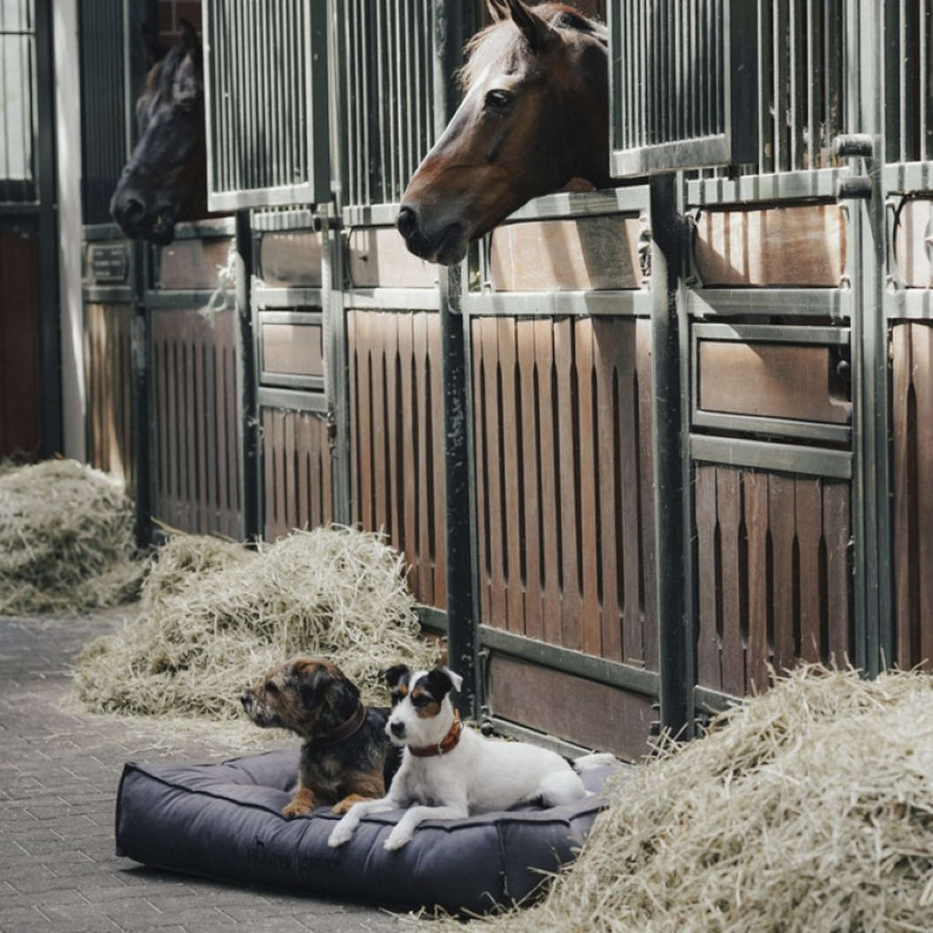 Hunter x Eskadron Lit pour Chien Chester Anthracite carreau