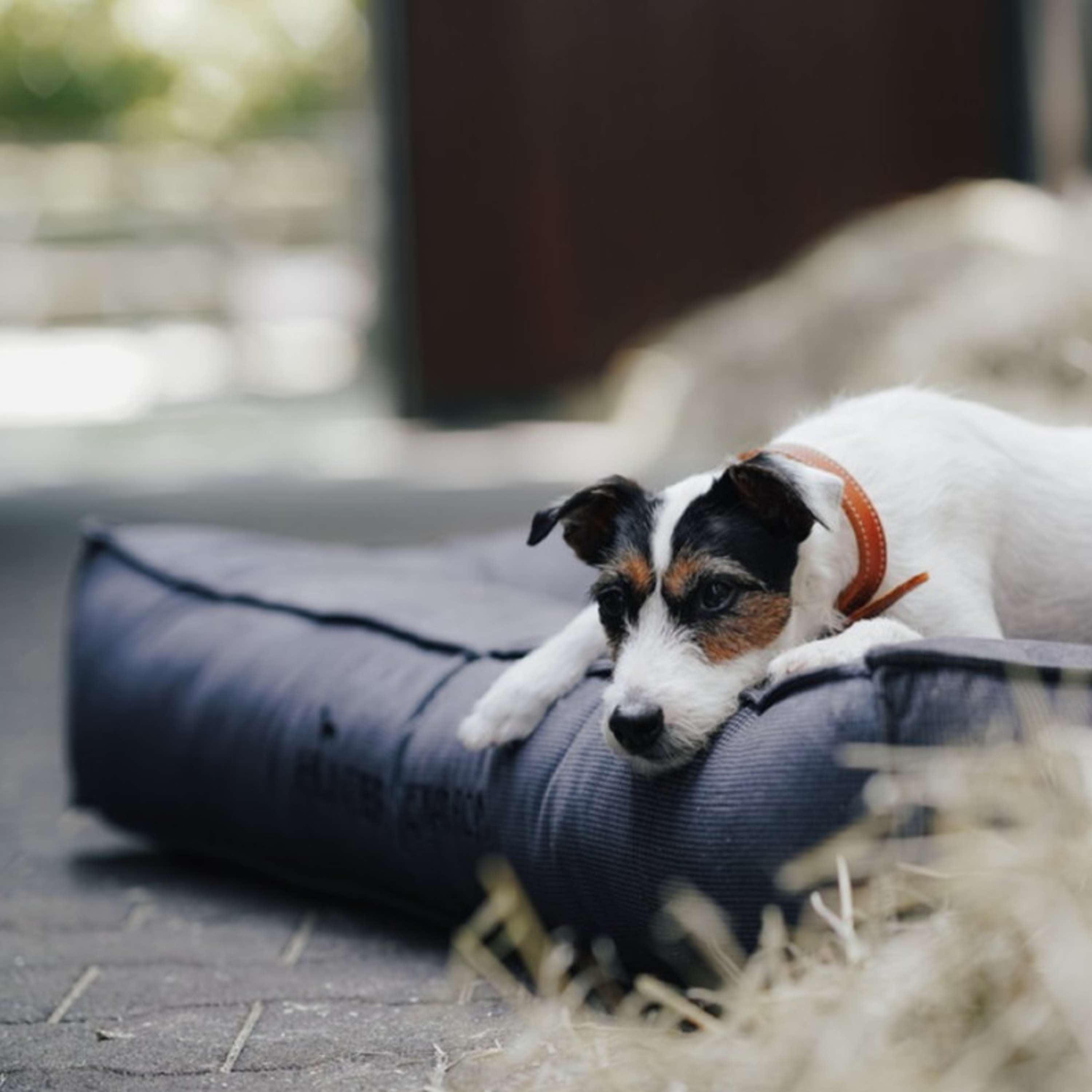Hunter x Eskadron Lit pour Chien Chester Anthracite carreau