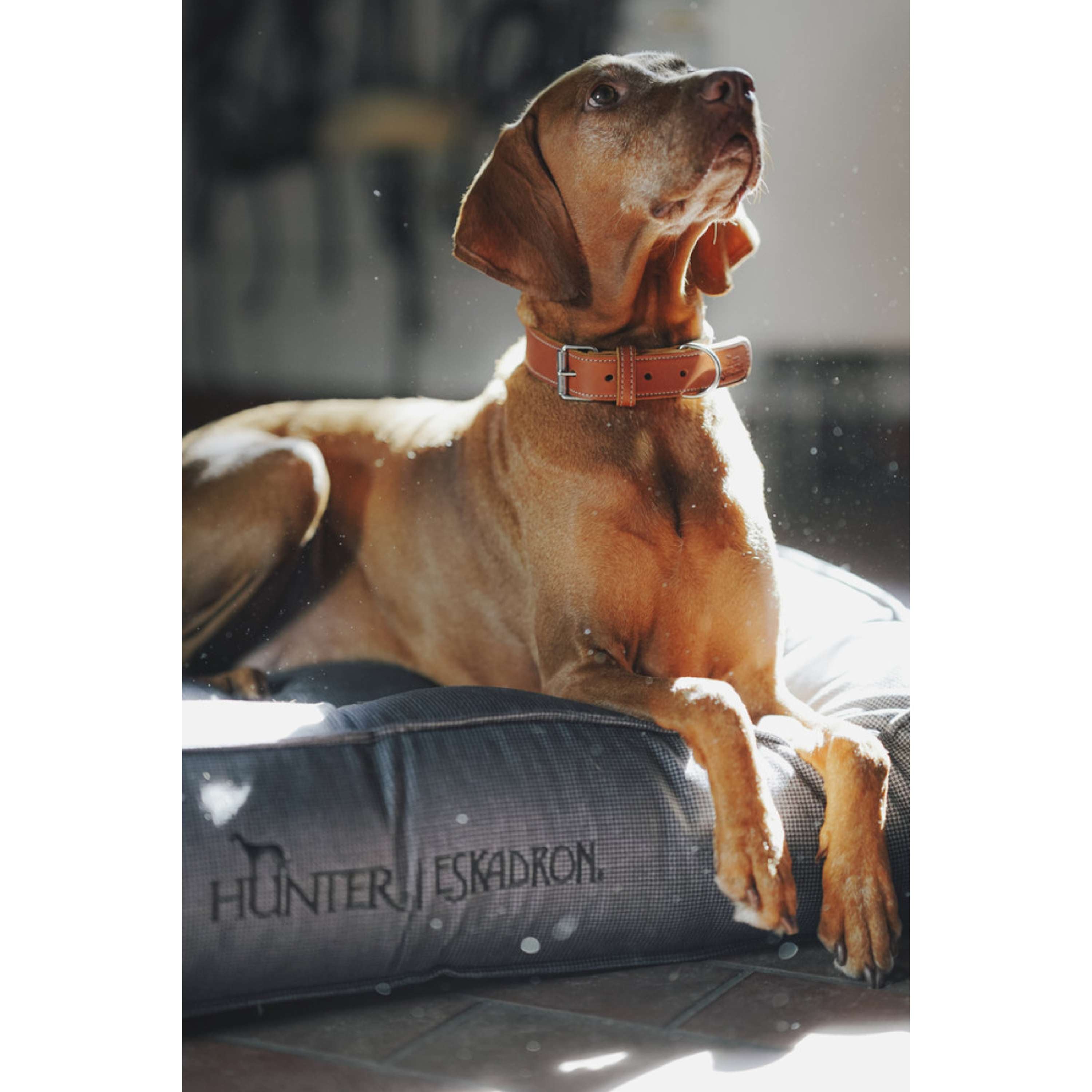 Hunter x Eskadron Lit pour Chien Chester Anthracite carreau