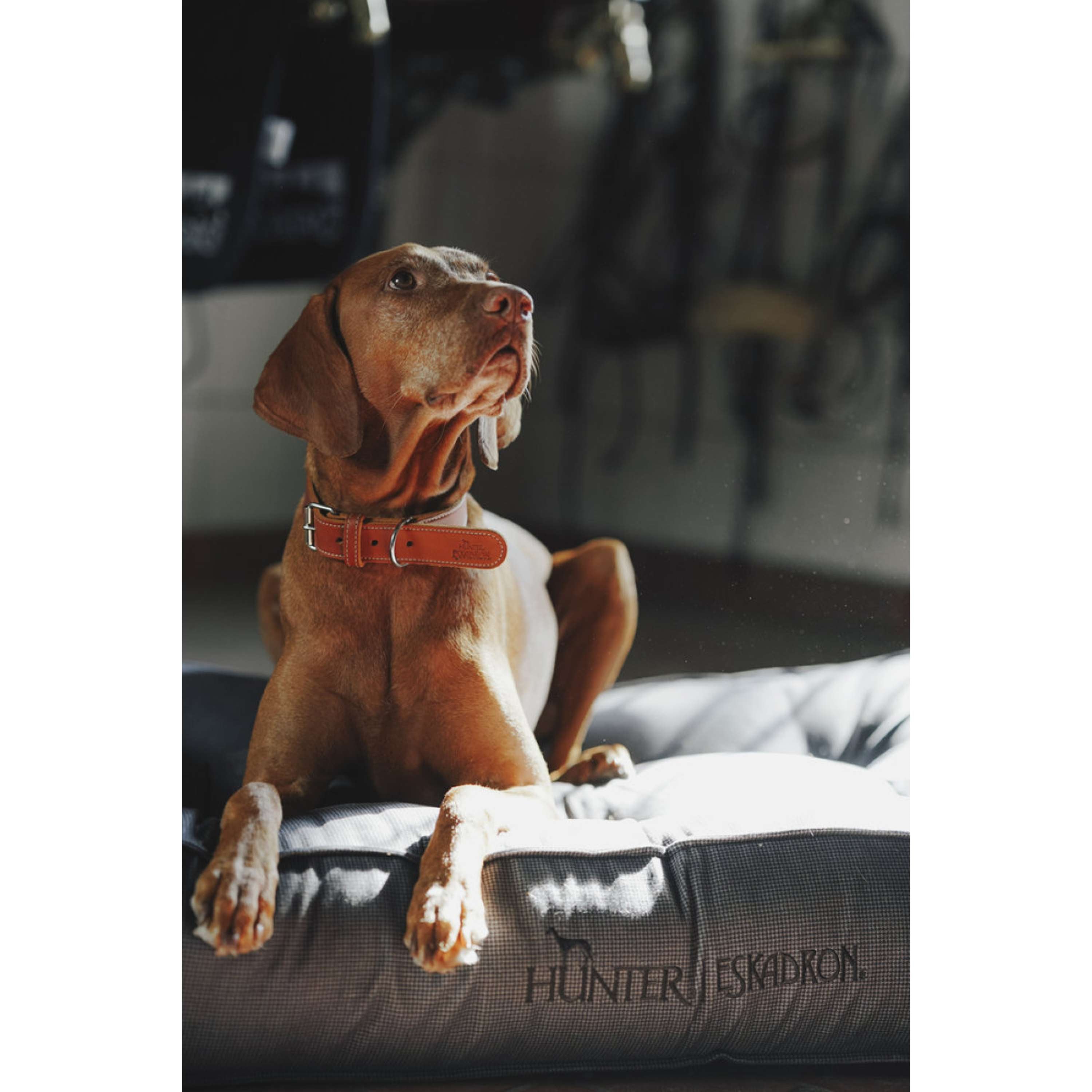 Hunter x Eskadron Collier pour Chien Craft Cognac