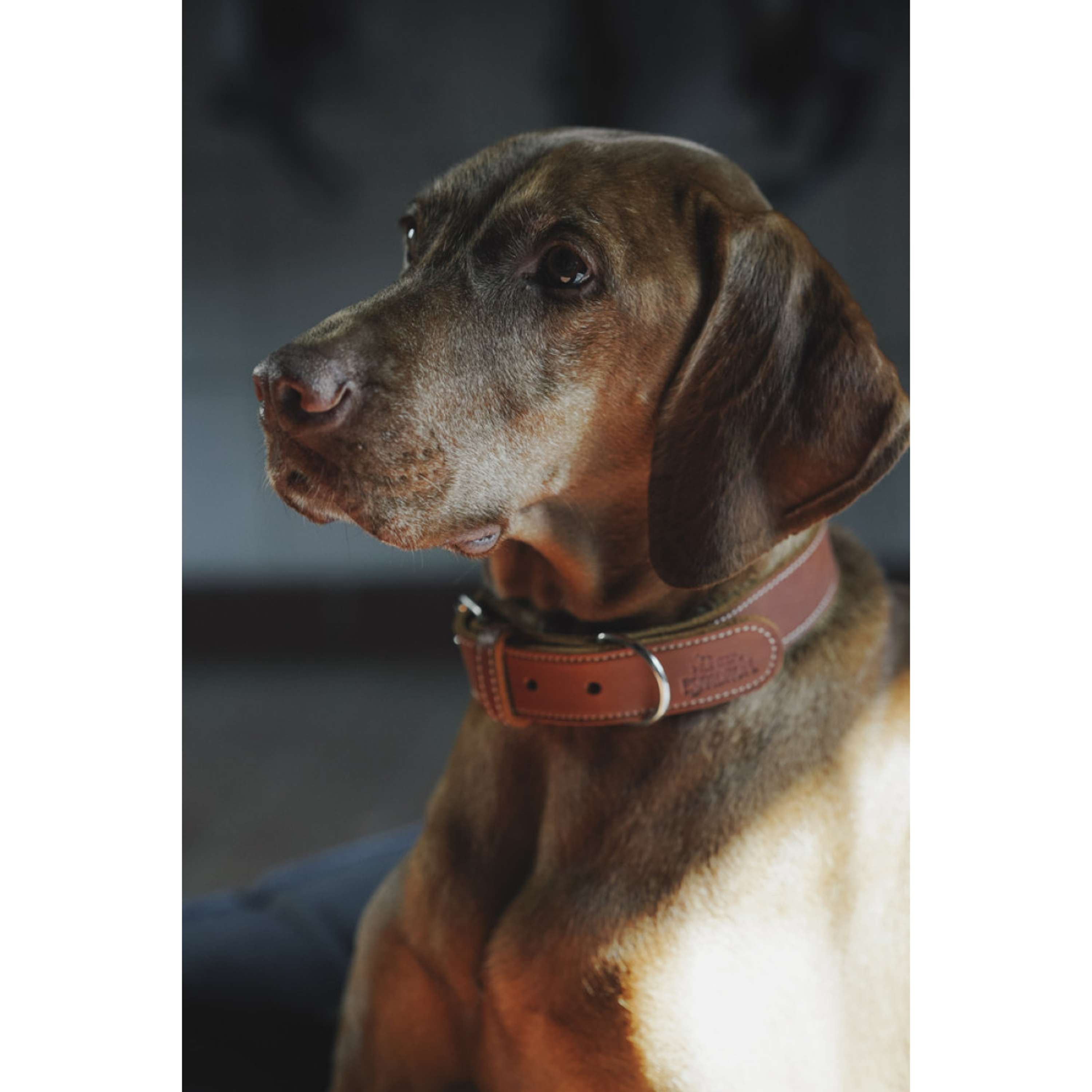 Hunter x Eskadron Collier pour Chien Craft Cognac