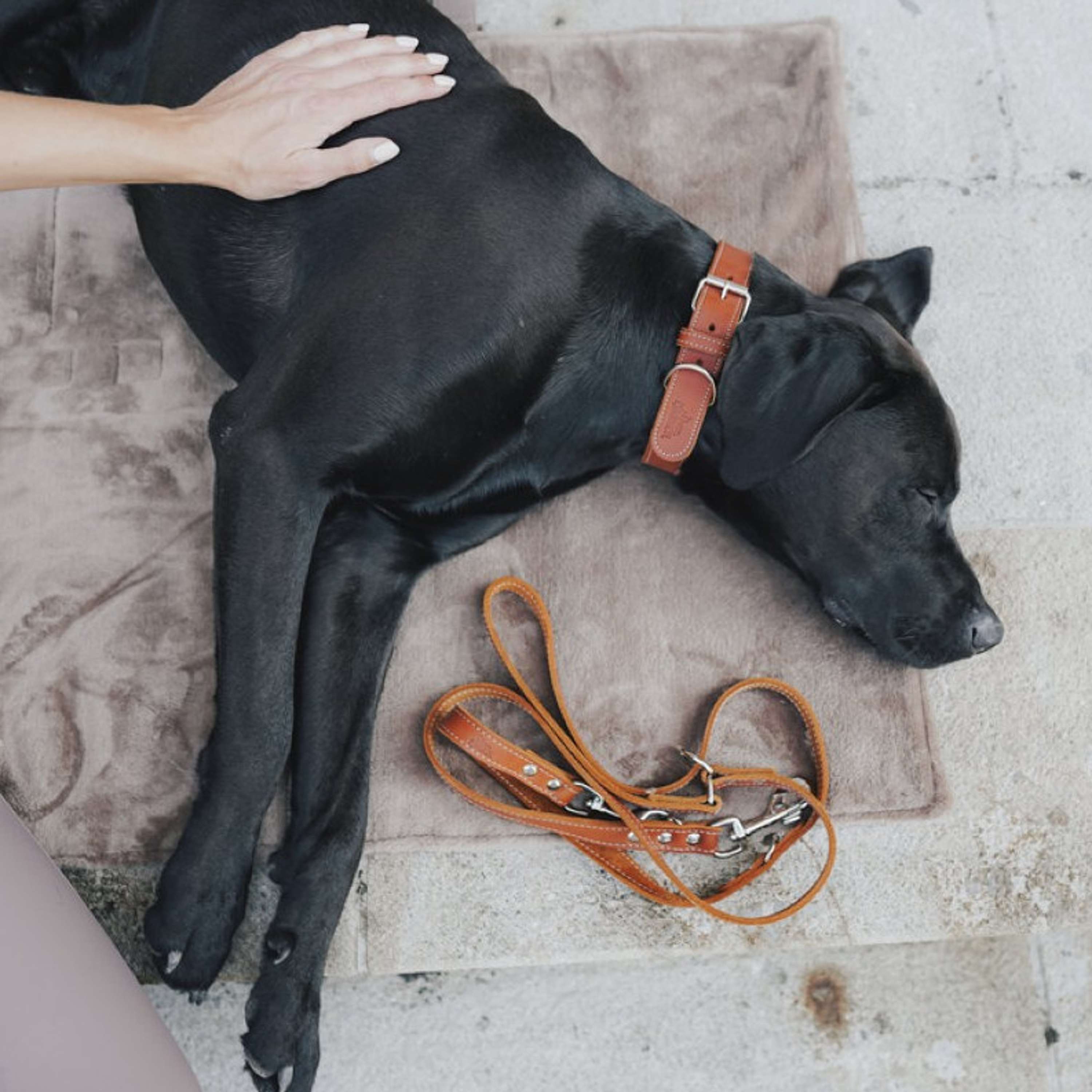 Hunter x Eskadron Laisse pour Chien Craft Adjust Cognac