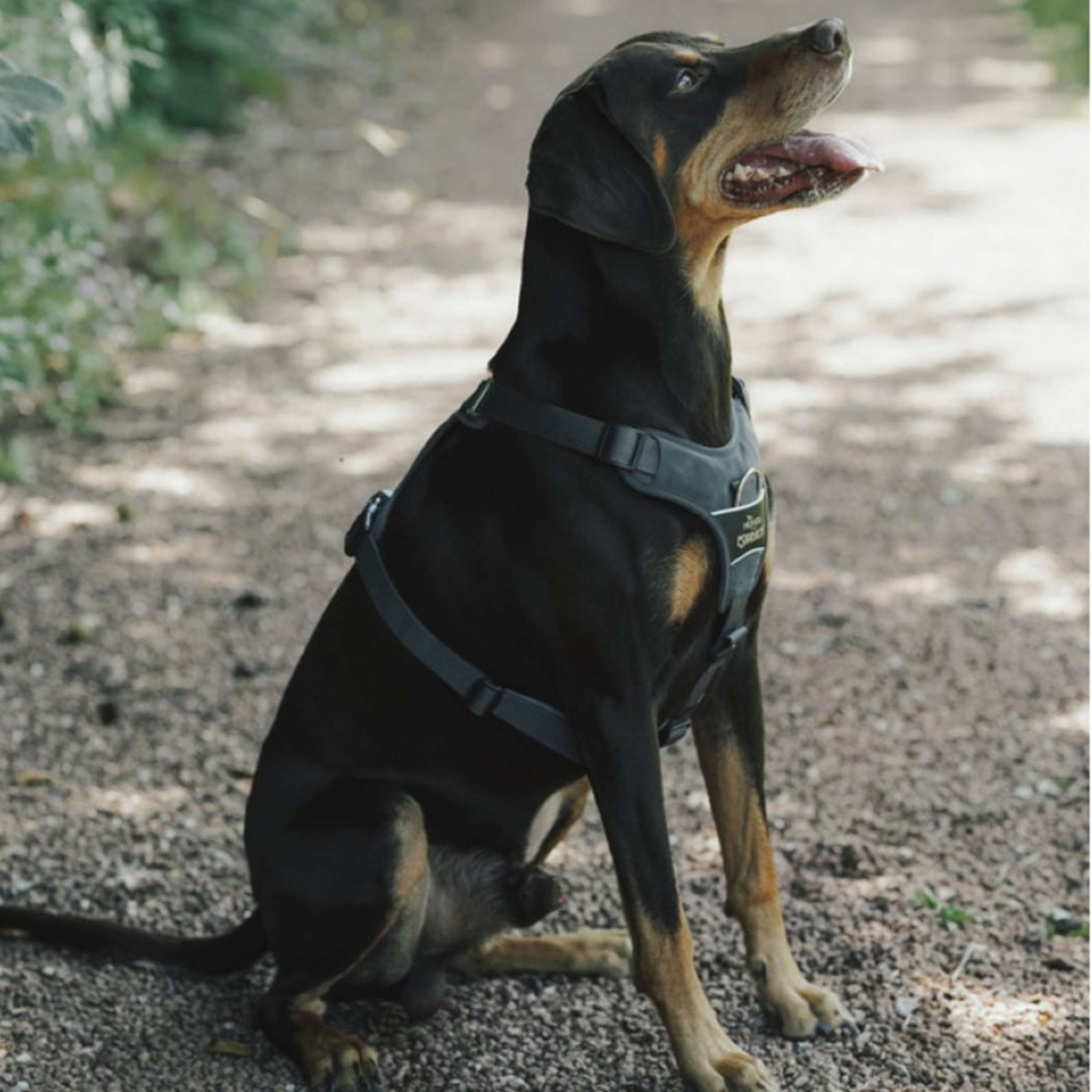Hunter x Eskadron Harnais pour Chien Motion Reflect Anthracite