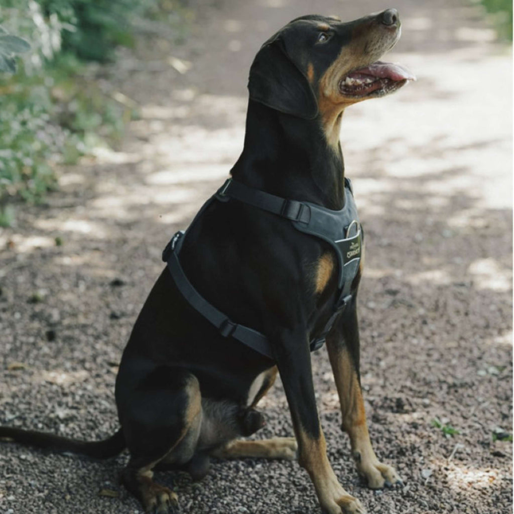Hunter x Eskadron Harnais pour Chien Motion Reflect Anthracite