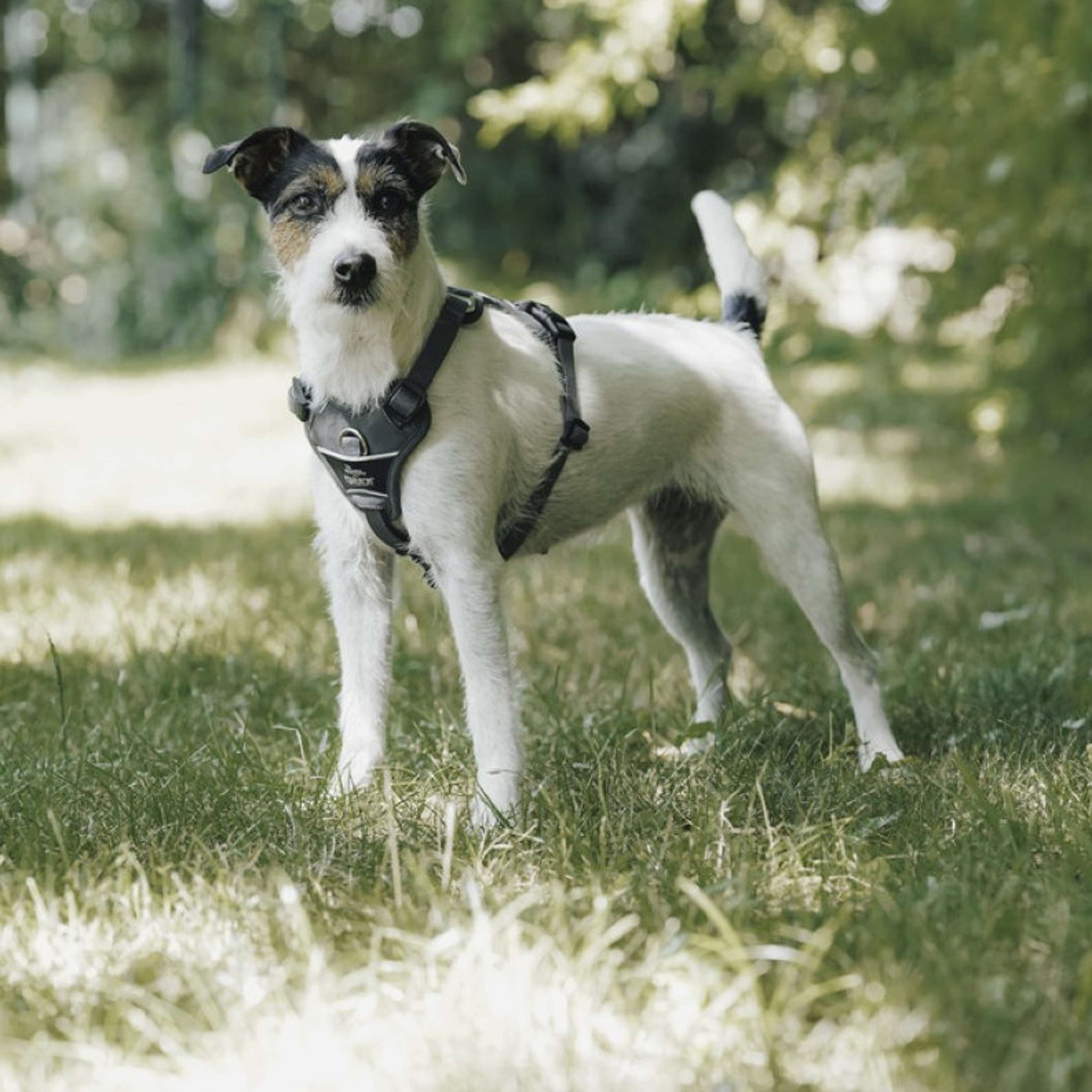 Hunter x Eskadron Harnais pour Chien Motion Reflect Anthracite