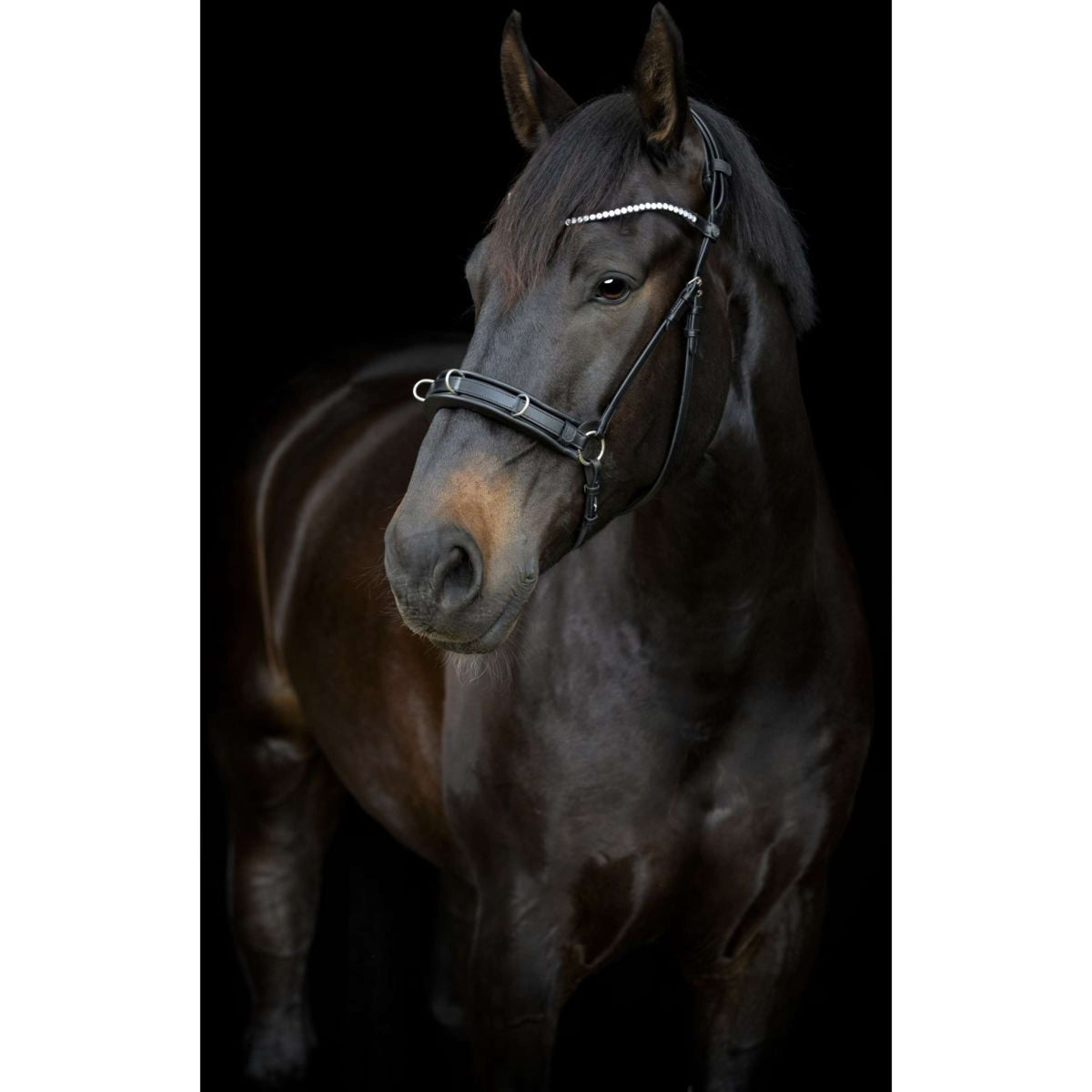 Catago Sous-Gorge Gentle avec Boucles Noir