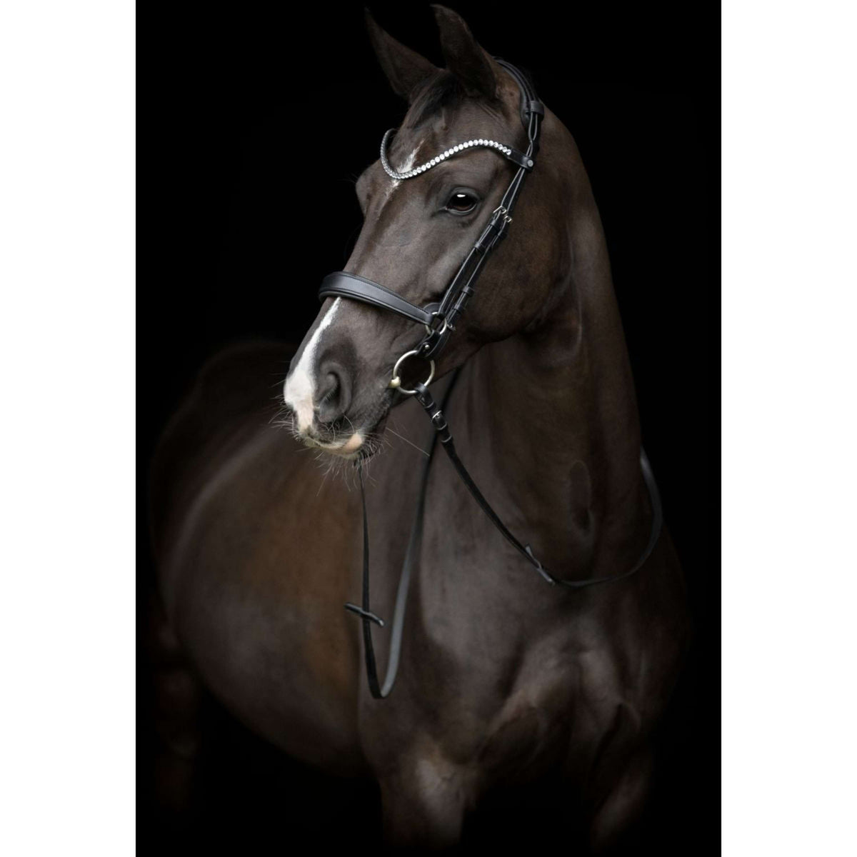 Catago Muserolle Gentle Noir