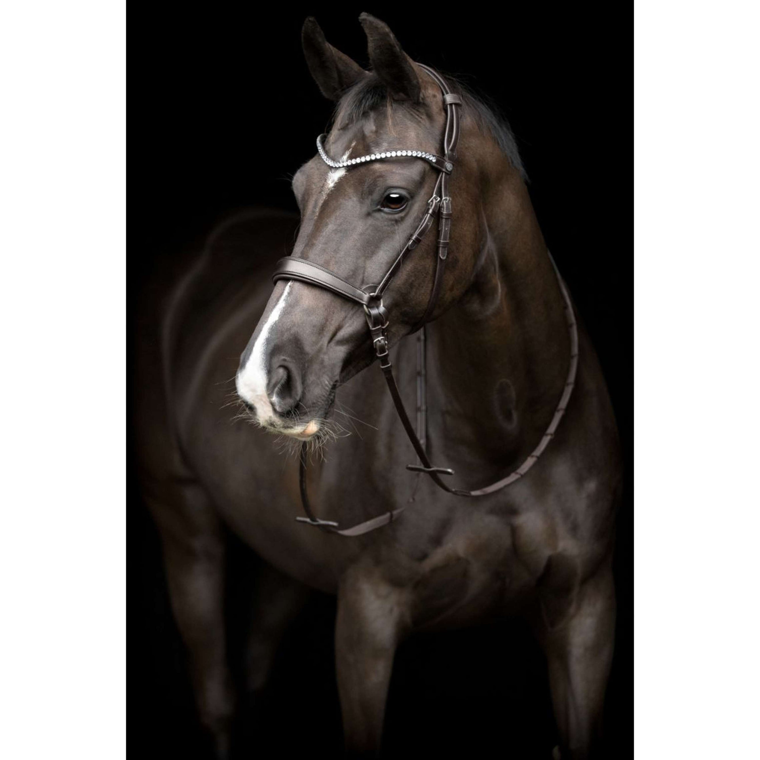 Catago Sous-Gorge Gentle avec Boucles Marron