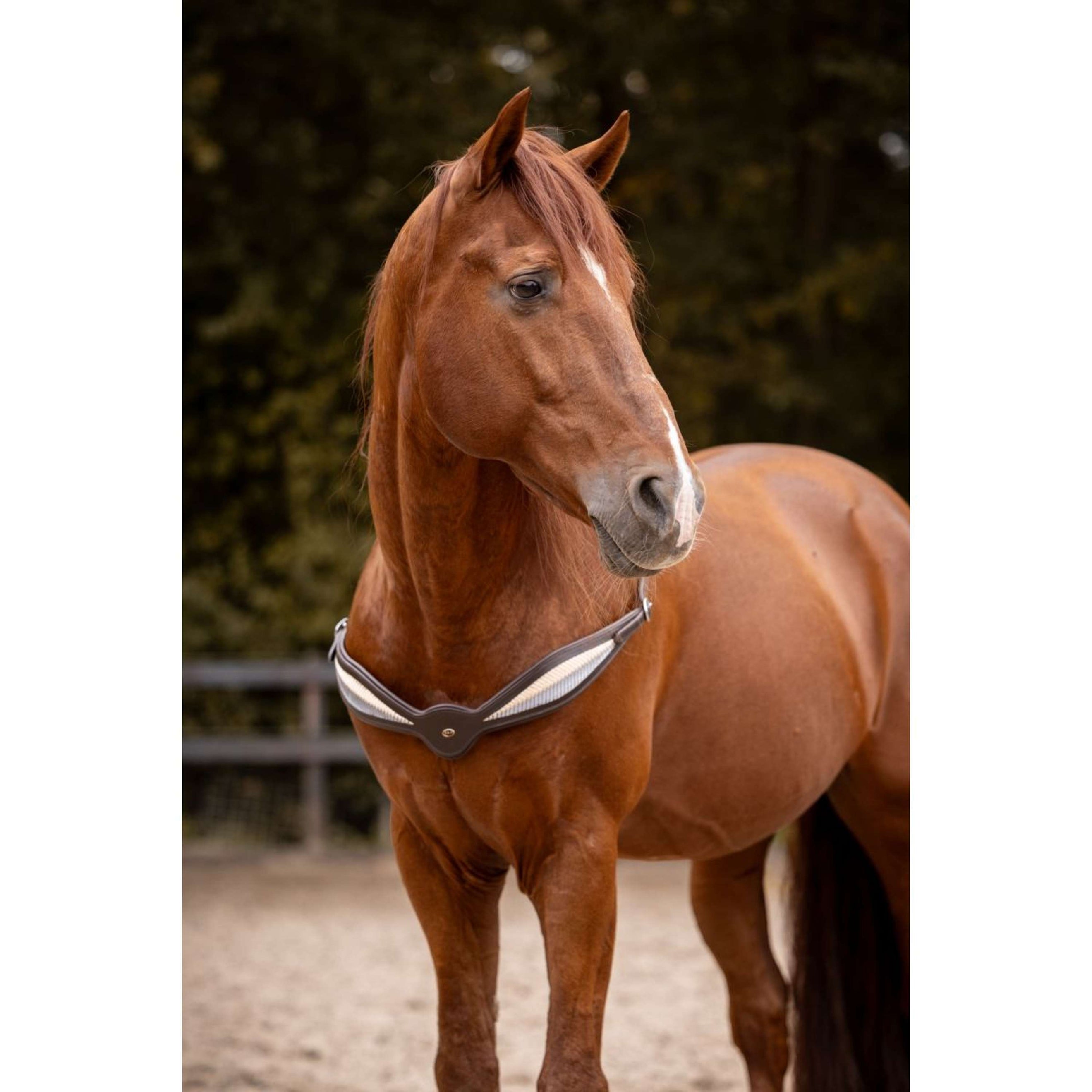 F.R.A. Rêne D'équilibre Whisper Marron F.R.A. Rêne D'équilibre Whisper Marron