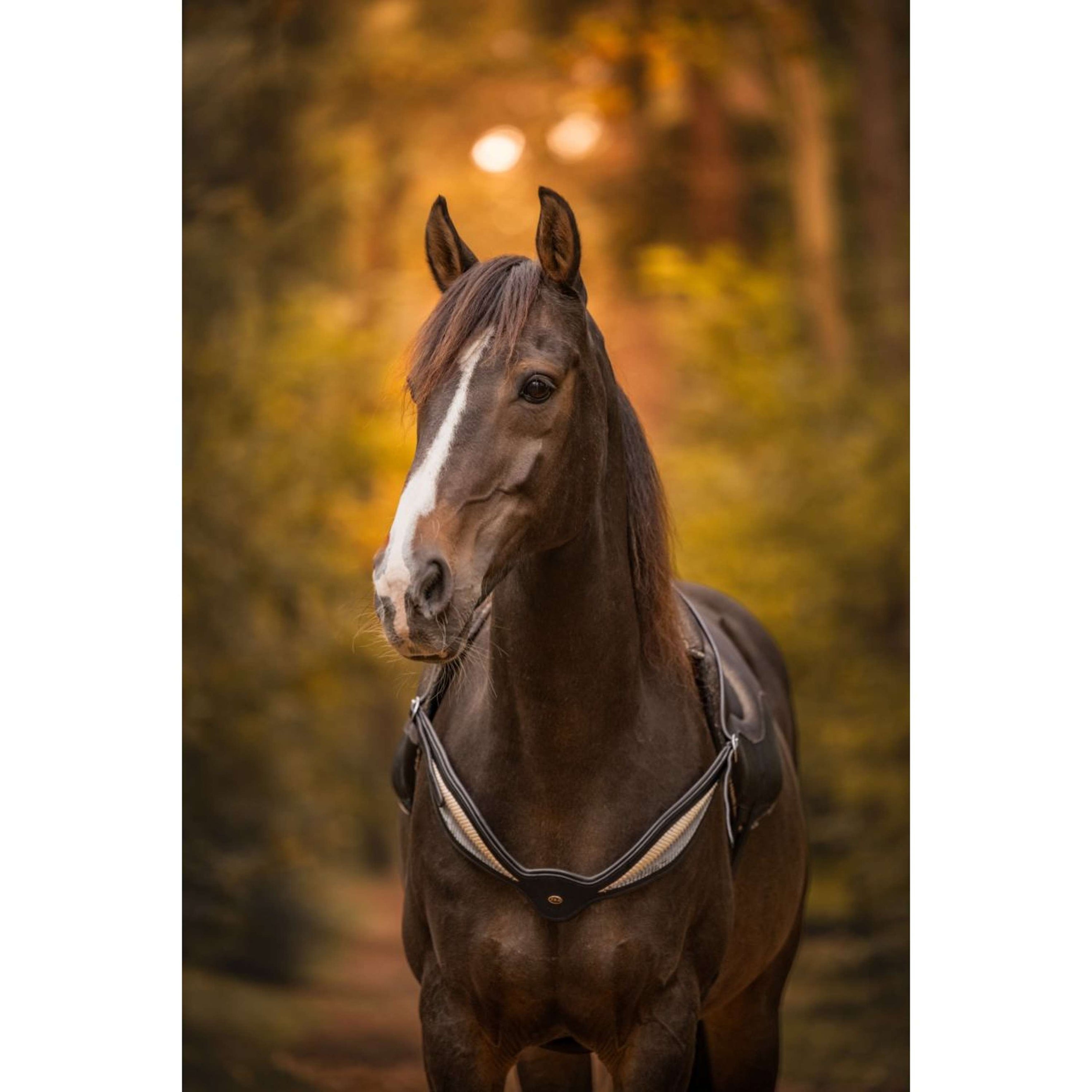 F.R.A. Rêne D'équilibre Whisper Noir F.R.A. Rêne D'équilibre Whisper Noir