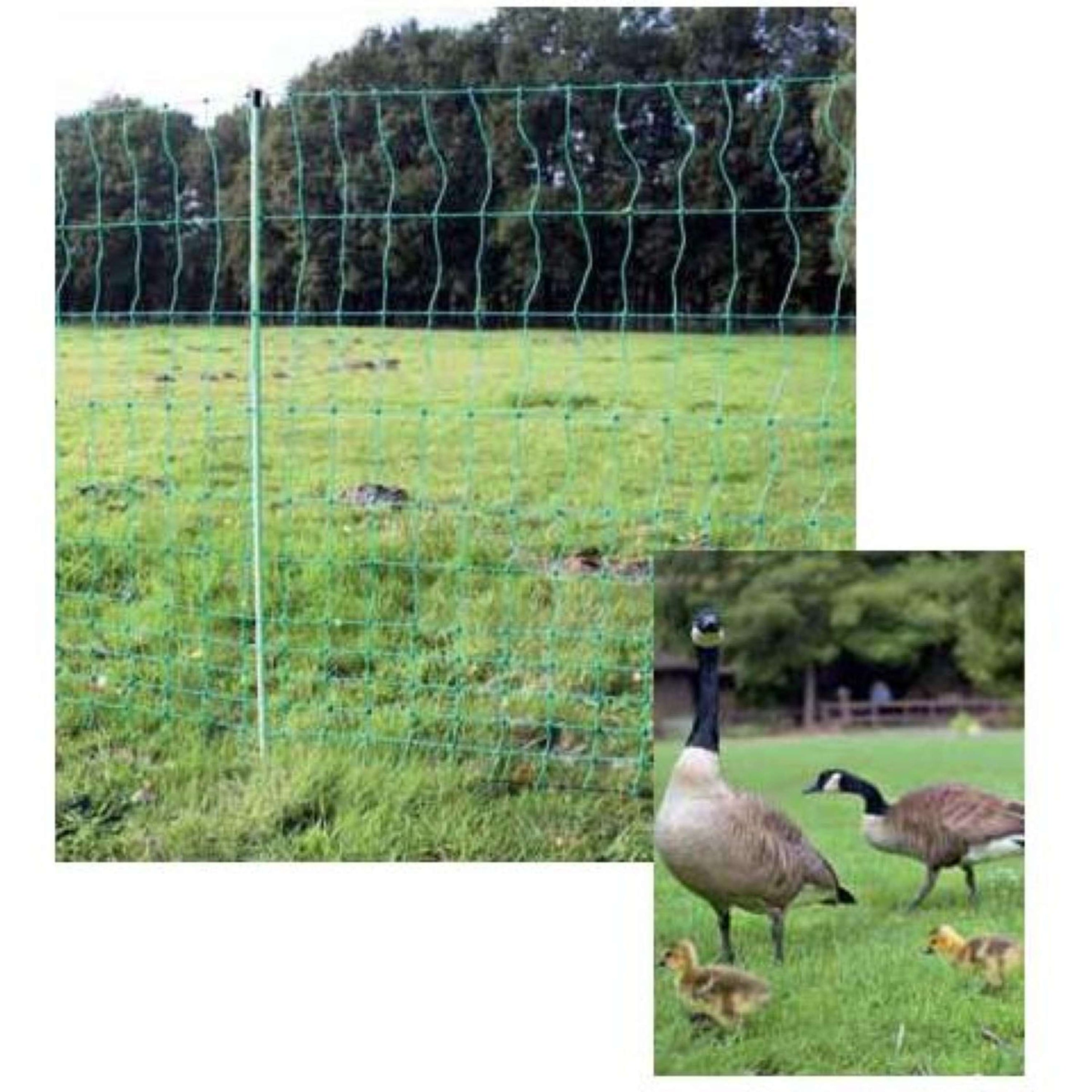 Euro-Netz Filet Avicole Sans Alimentation Vert Euro-Netz Filet Avicole Sans Alimentation Vert