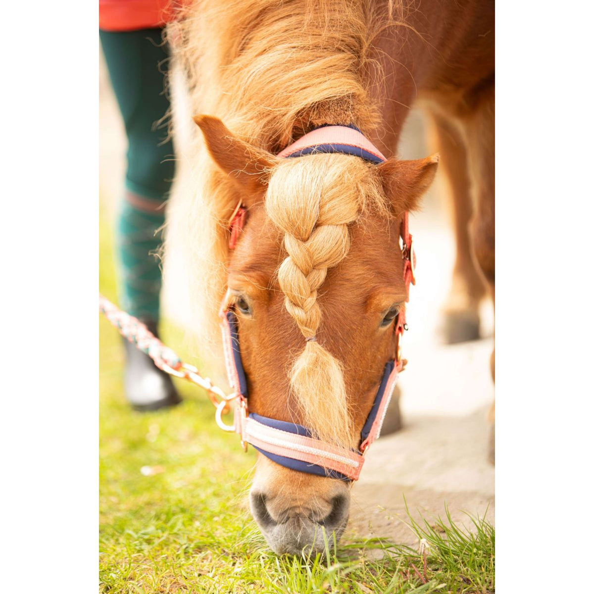 Harry's Horse Ensemble Licol Valli Porcelain-Rose