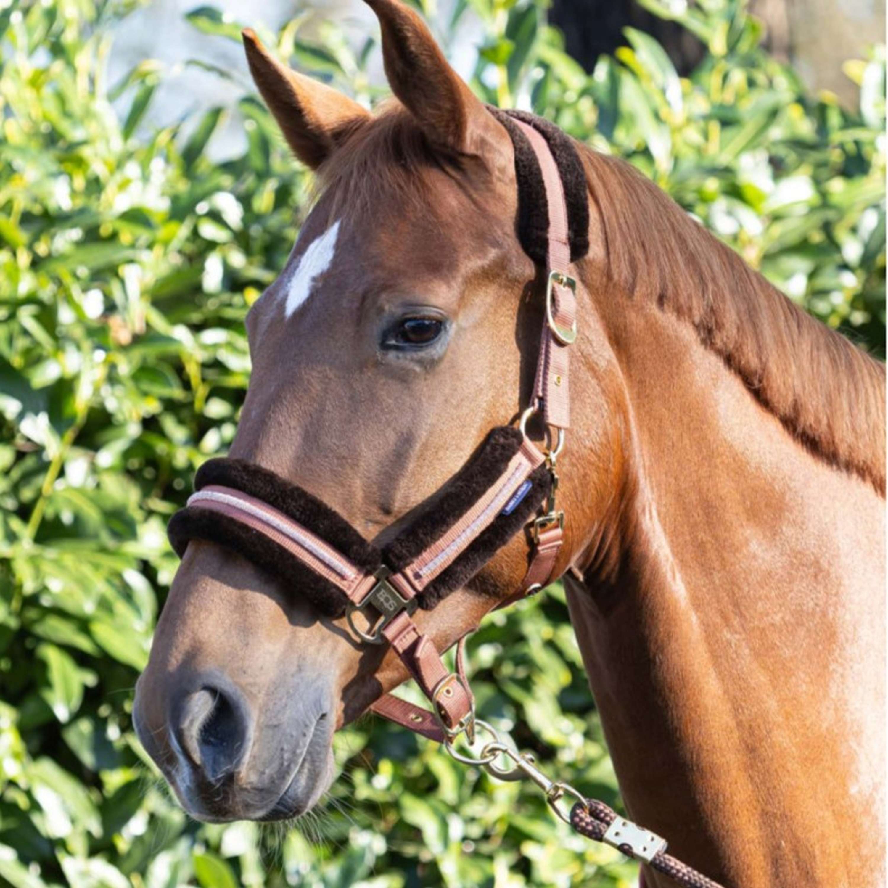 Harry's Horse Ensemble Licol Soft Mocha-Bisque