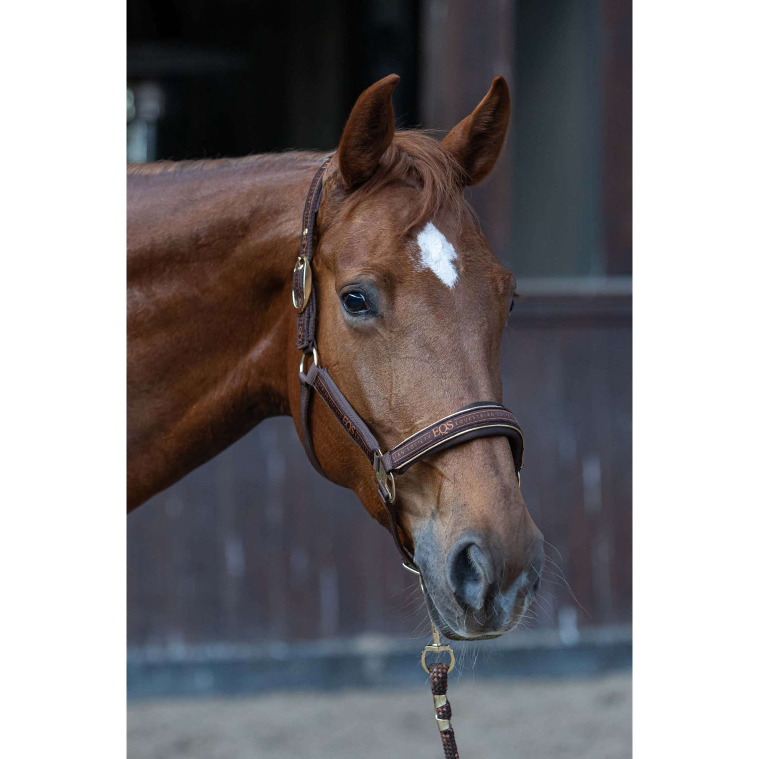 Harry's Horse Ensemble Licol EQS Bracken Harry's Horse Ensemble Licol EQS Bracken