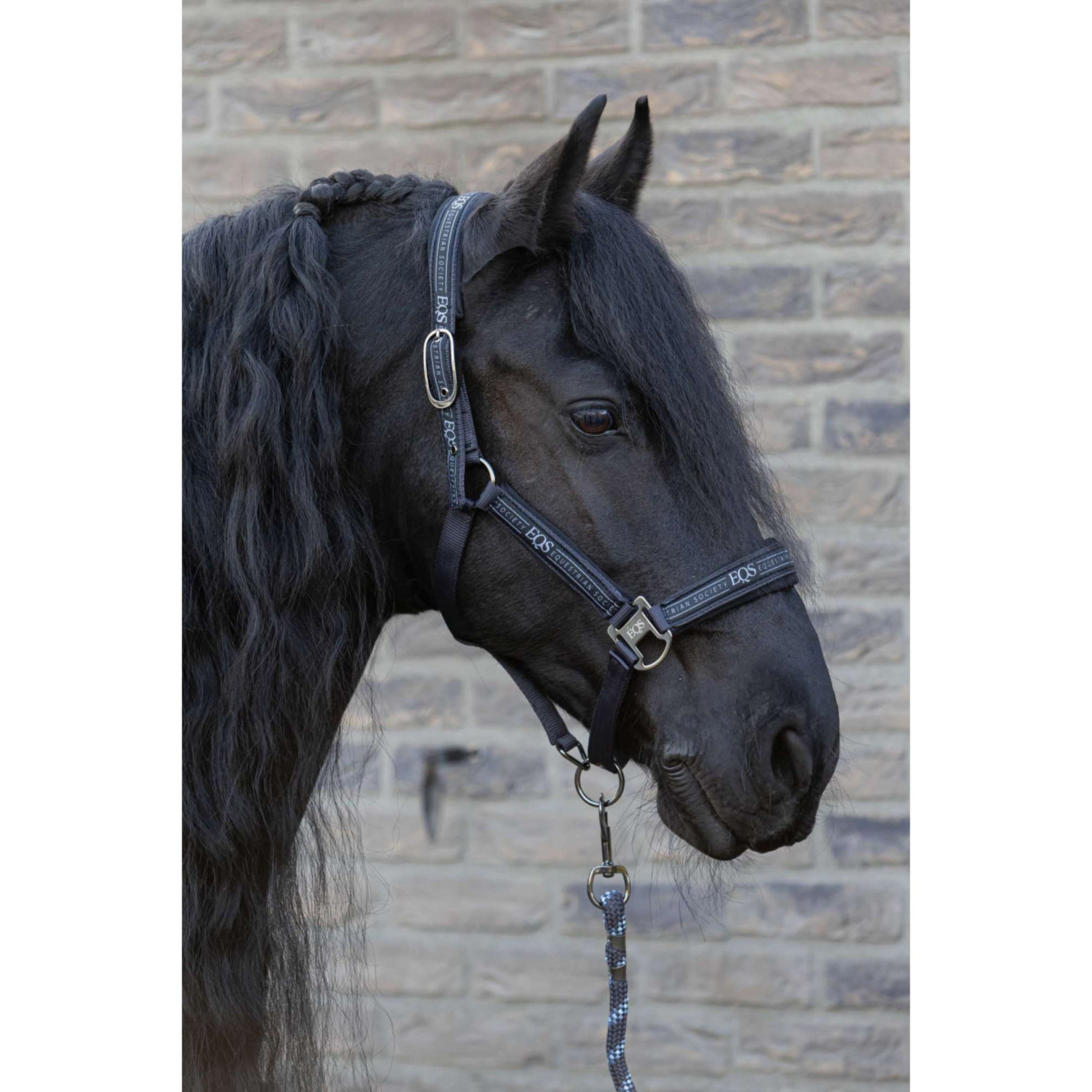 Harry's Horse Ensemble Licol EQS Black-Sand