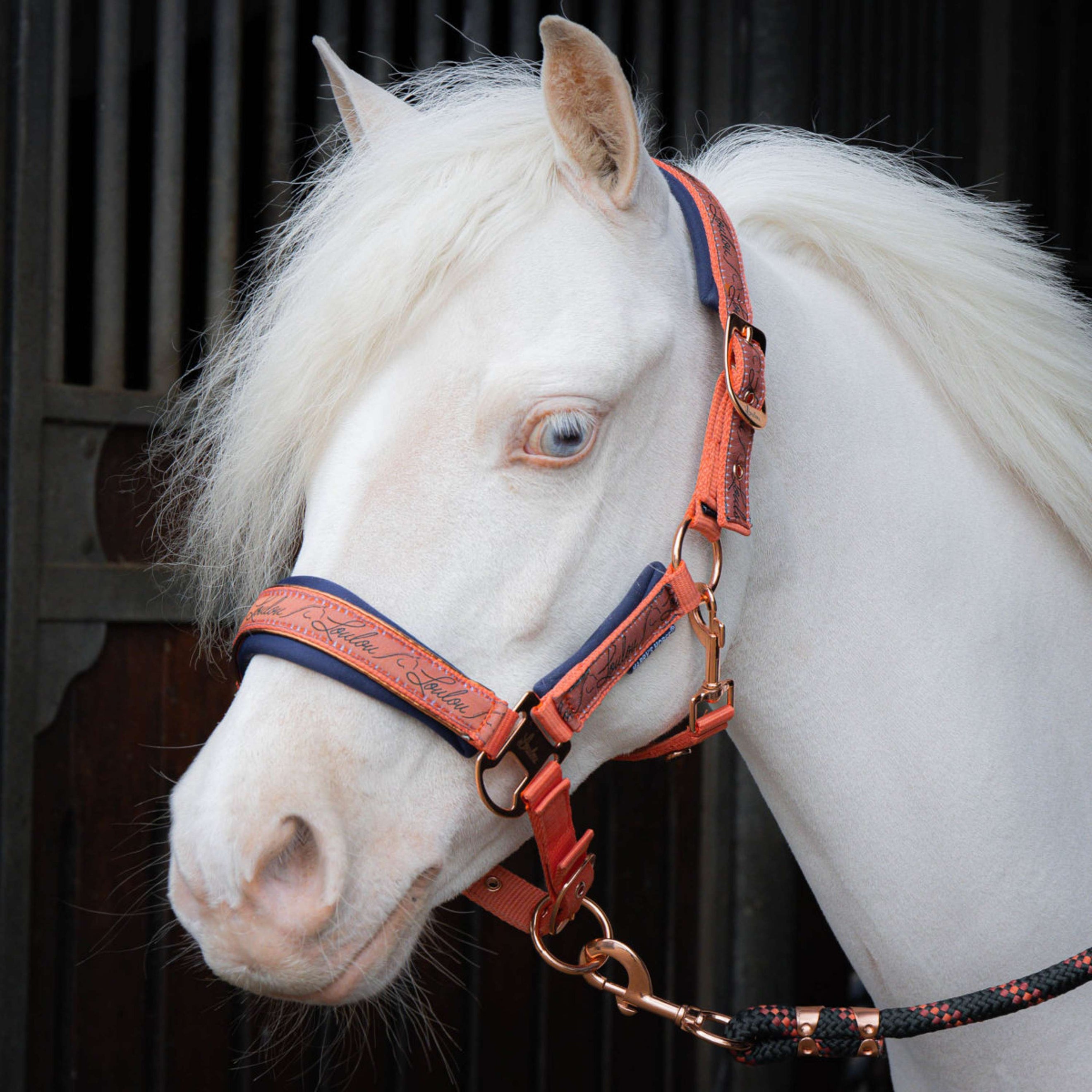 Harry's Horse Ensemble Licol LouLou Crabapple Harry's Horse Ensemble Licol LouLou Crabapple