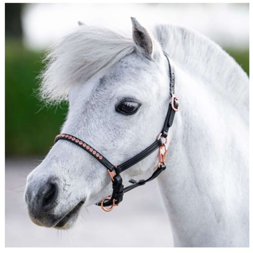 Harry's Horse Licol Crystal Noir/Or Rose