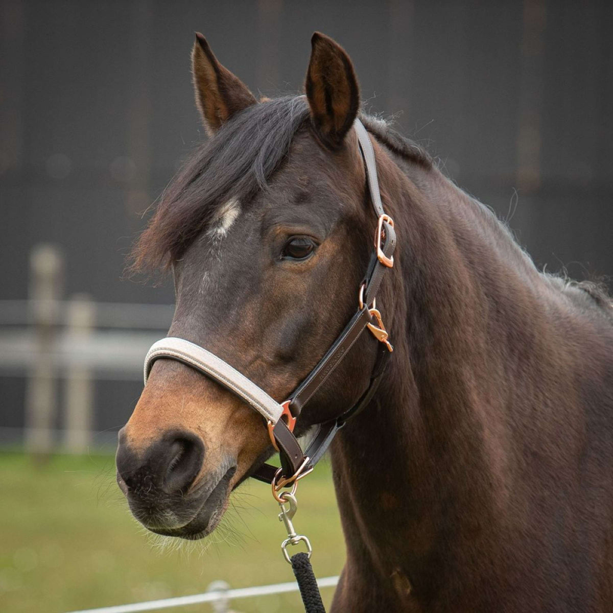 Harry's Horse Licol Broadway Cuir Marron