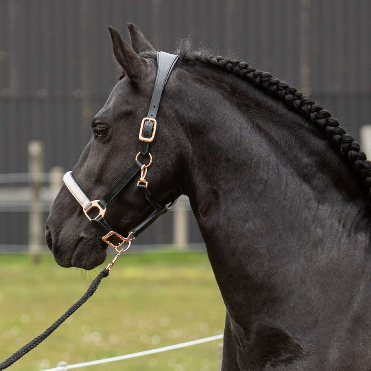 Harry's Horse Licol Broadway Cuir Noir