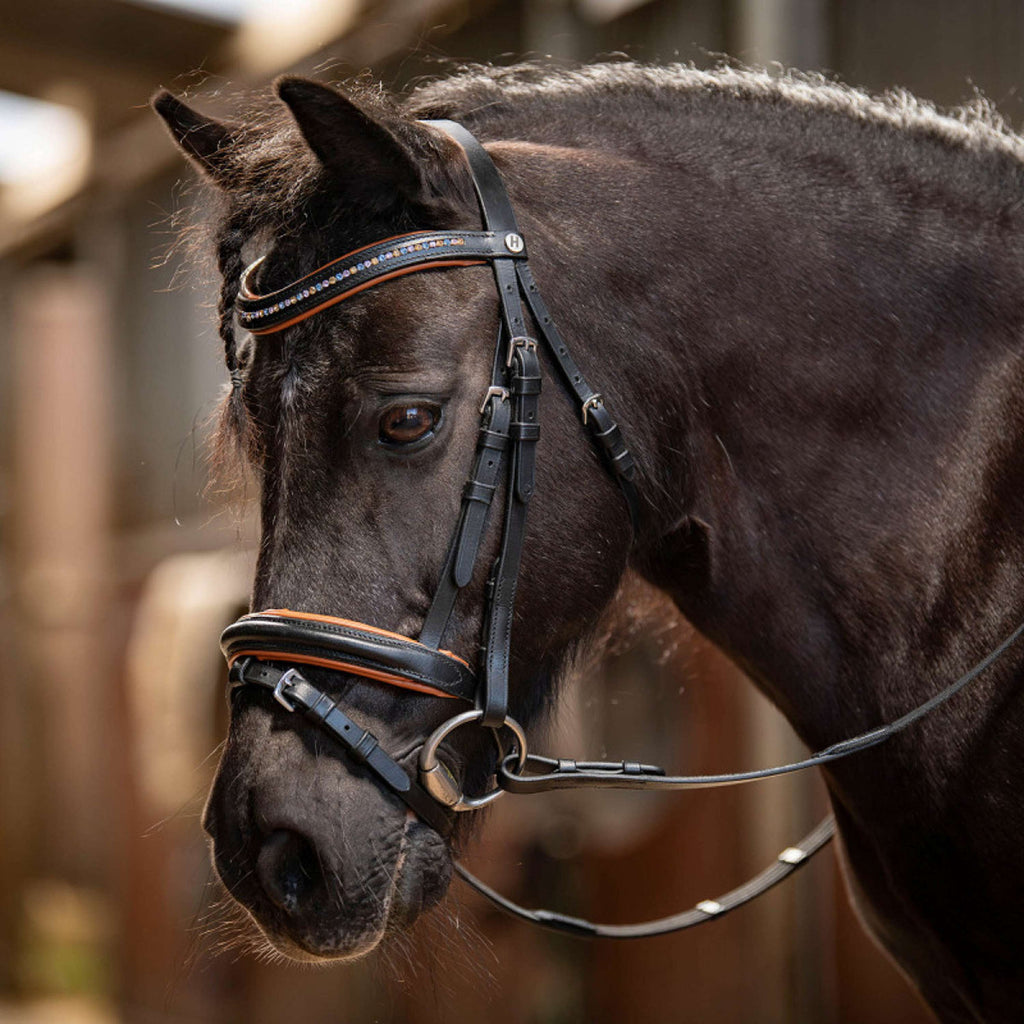 Harry's Horse Bride STOUT! Maverick Noir