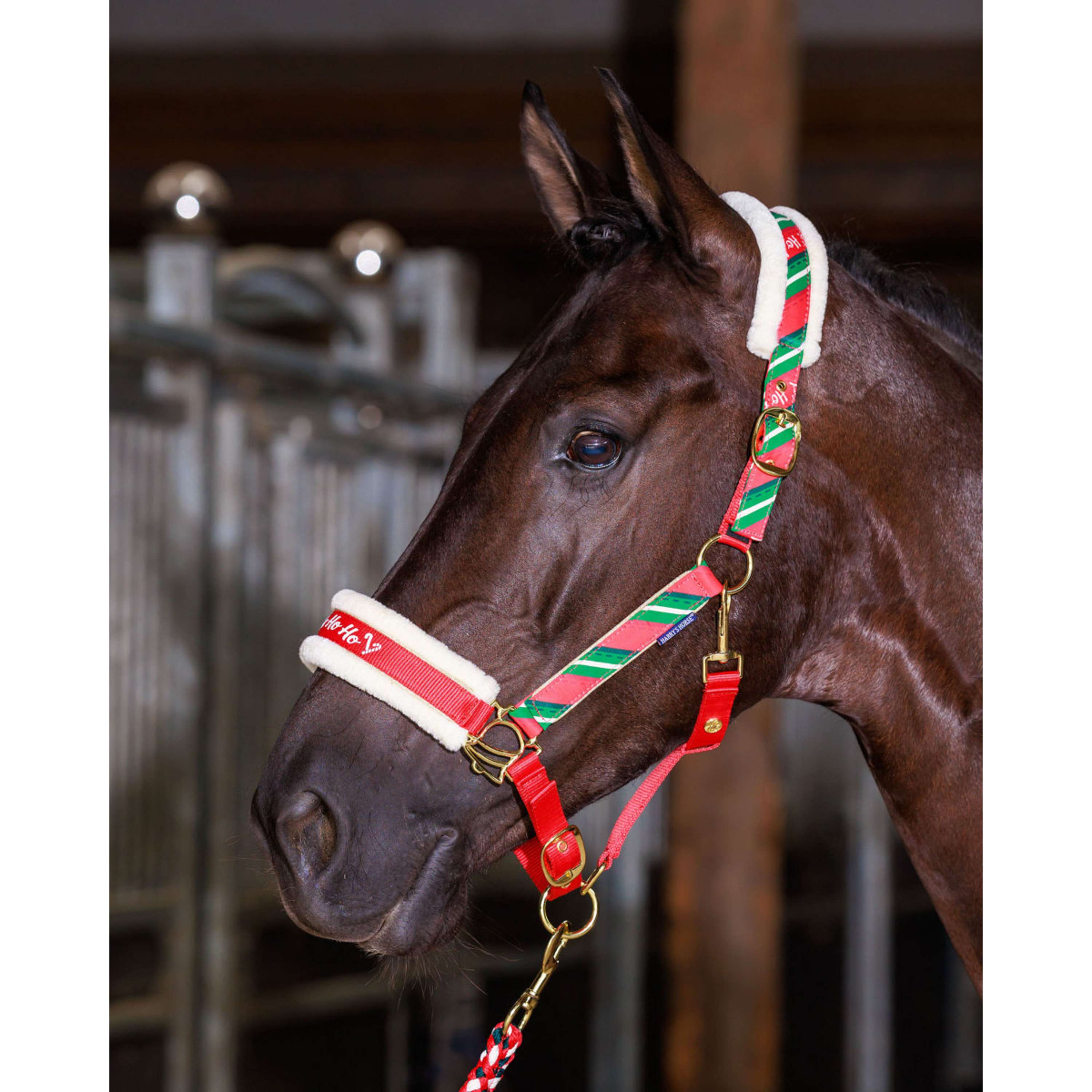 Harry's Horse Ensemble licol et bonnet Christmas '26 Rouge