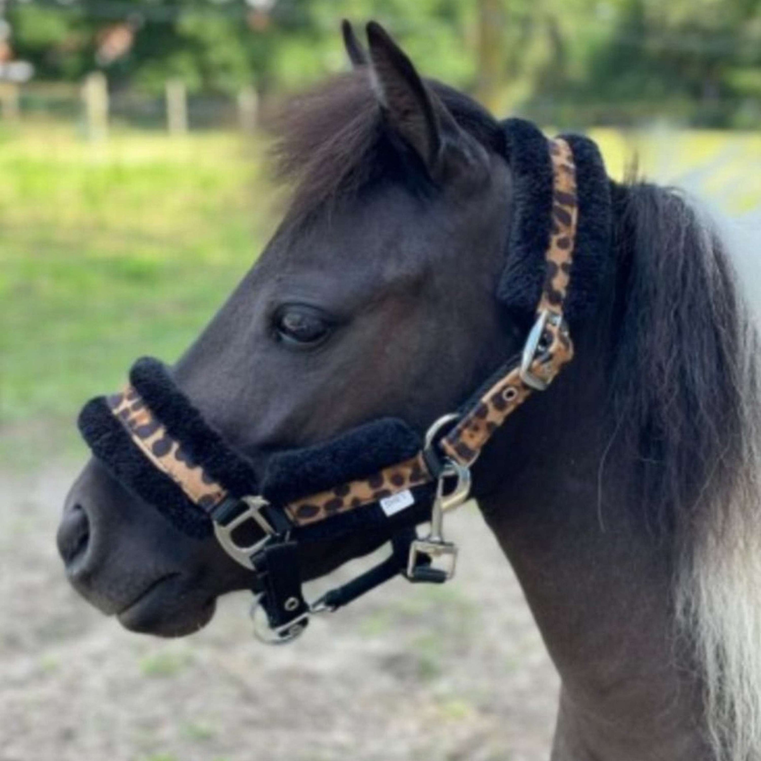 HB Licol Luipaard Léopard HB Licol Luipaard Léopard