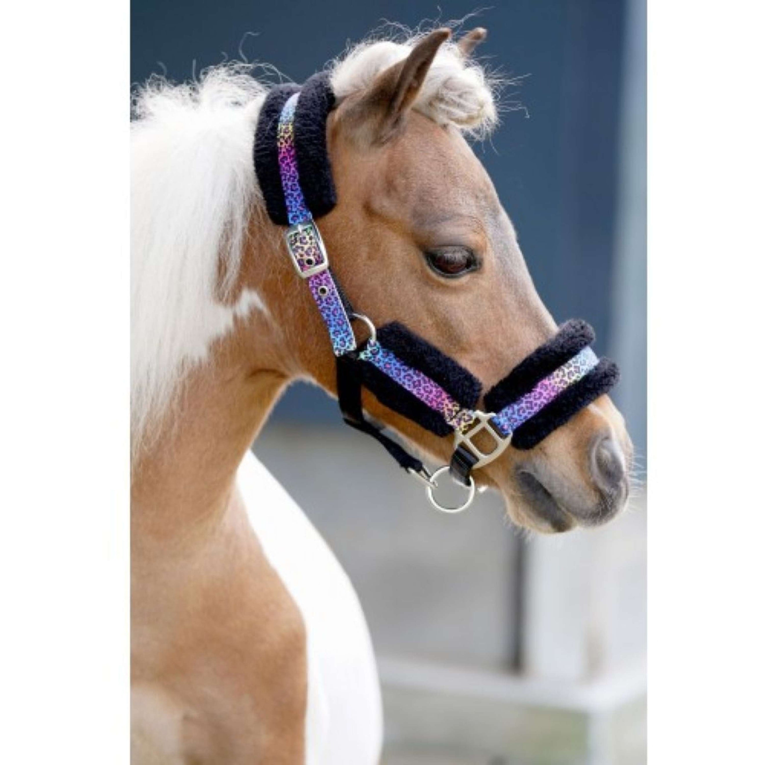 HB Licol Funny Little Sizes Noir/Rainbow HB Licol Funny Little Sizes Noir/Rainbow