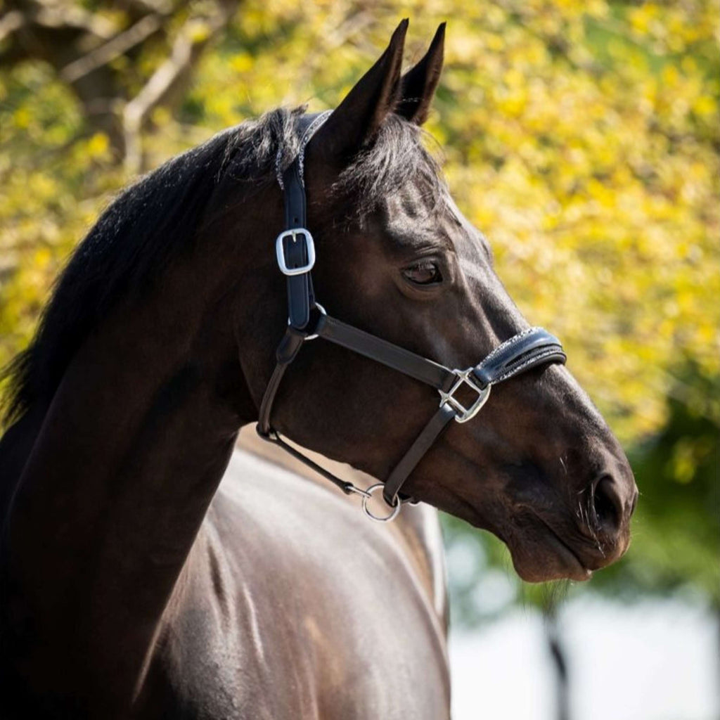 HB Ruitersport Licol Showtime Grand Slam Noir/Argent