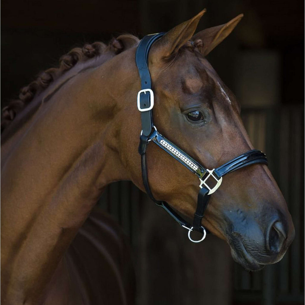 HB Licol Lorenzo Cuir Noir