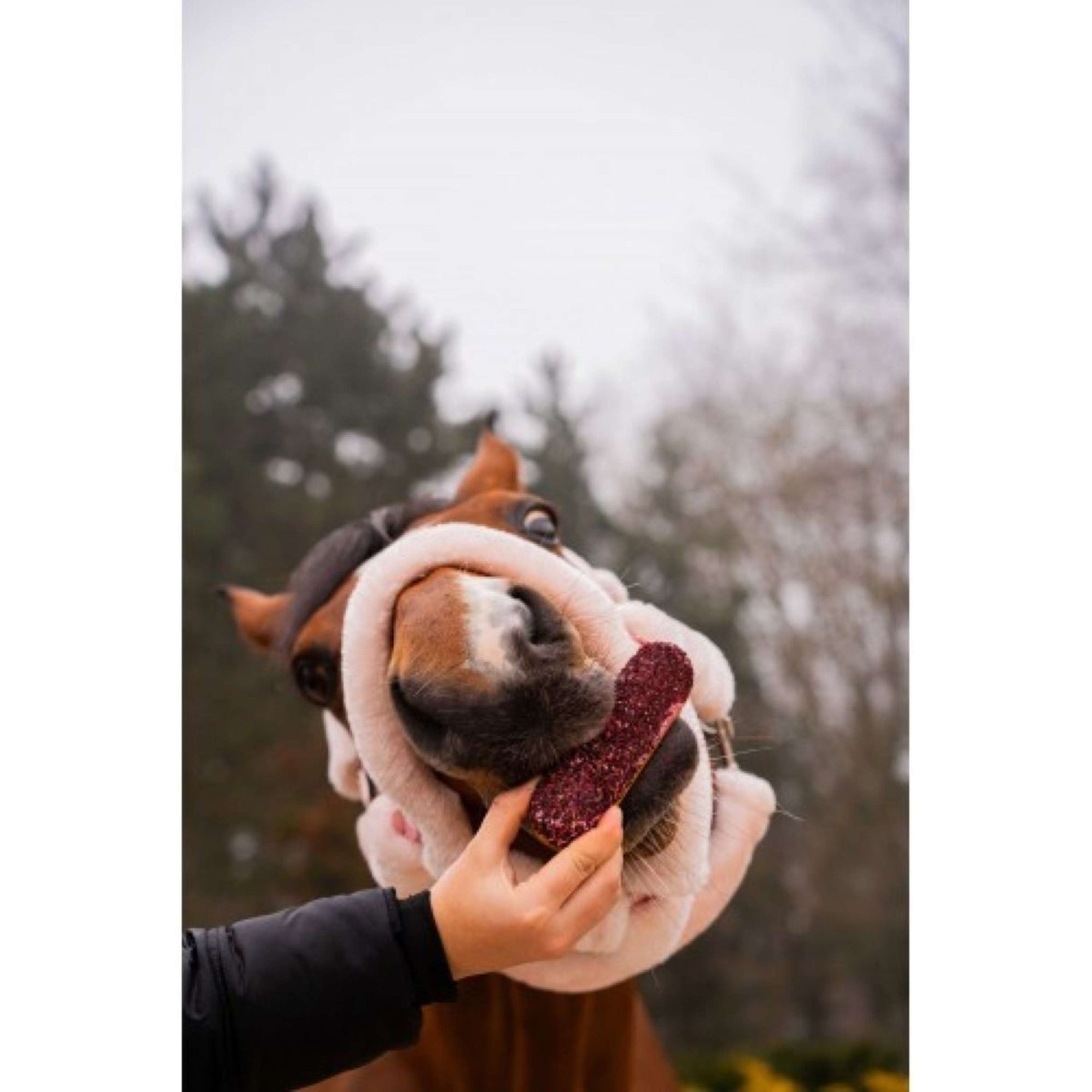 Candy Horse Love Cookies Hibiscus Eclair Candy Horse Love Cookies Hibiscus Eclair