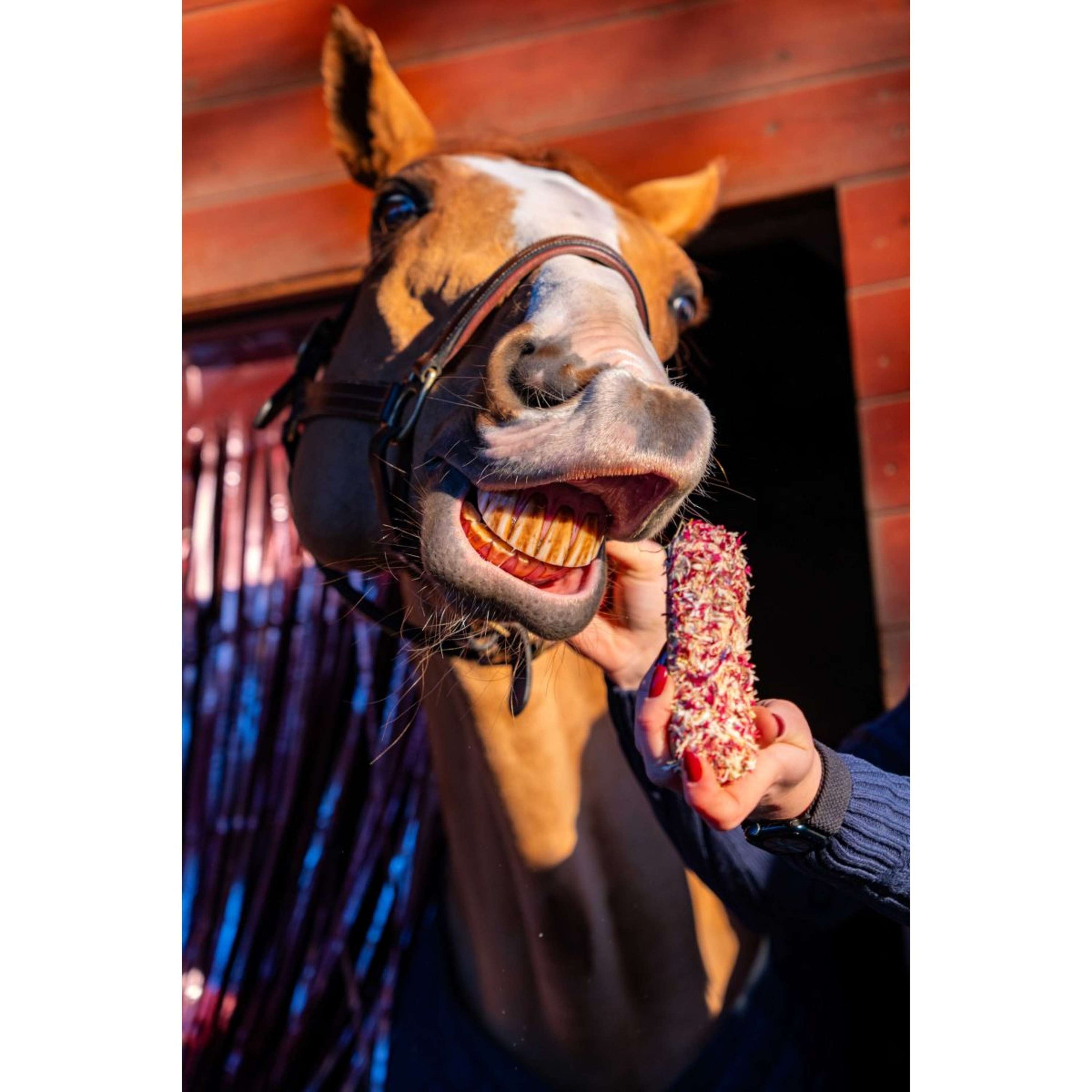 Candy Horse Love Cookies Cornflower Eclair