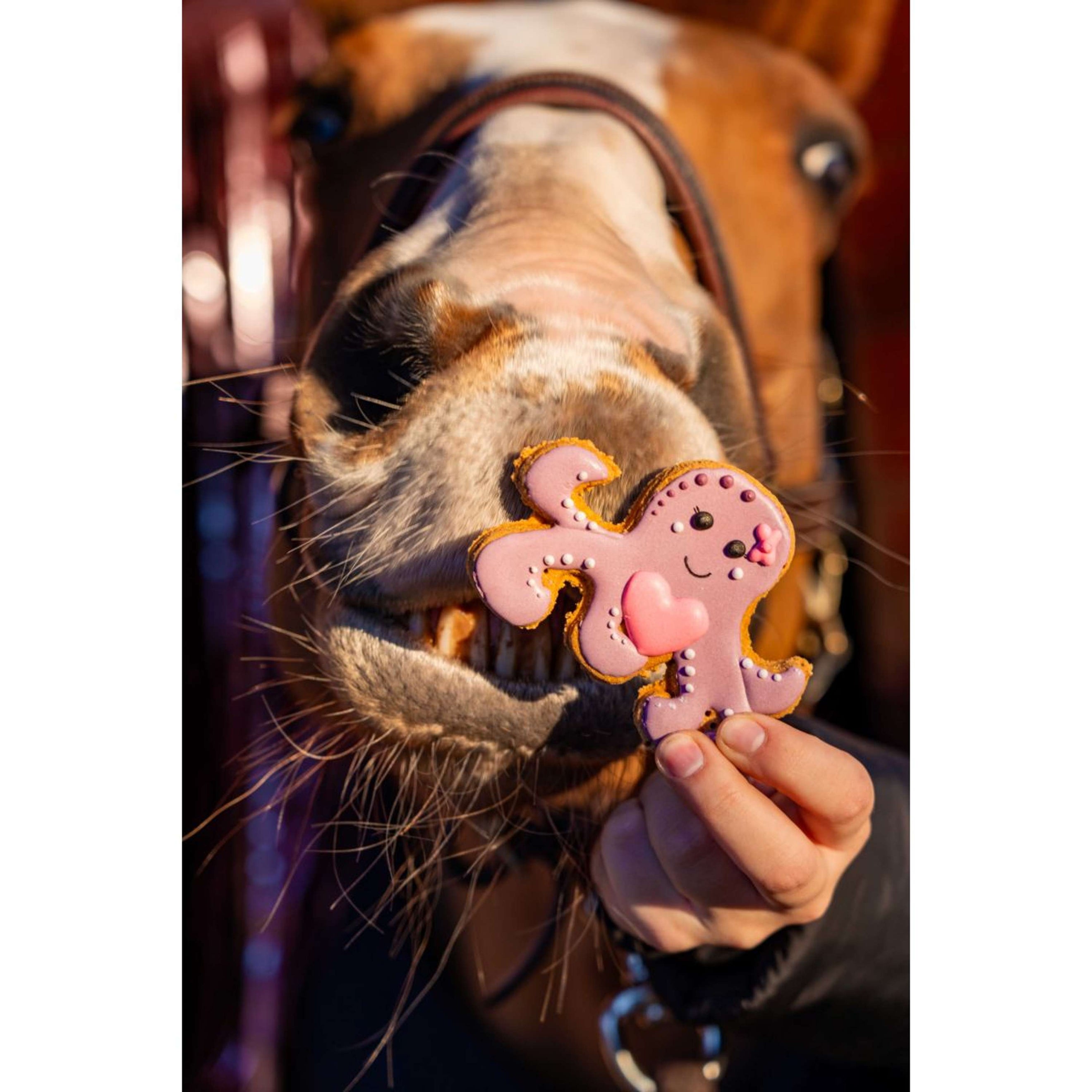 Candy Horse Love Cookie Octopus