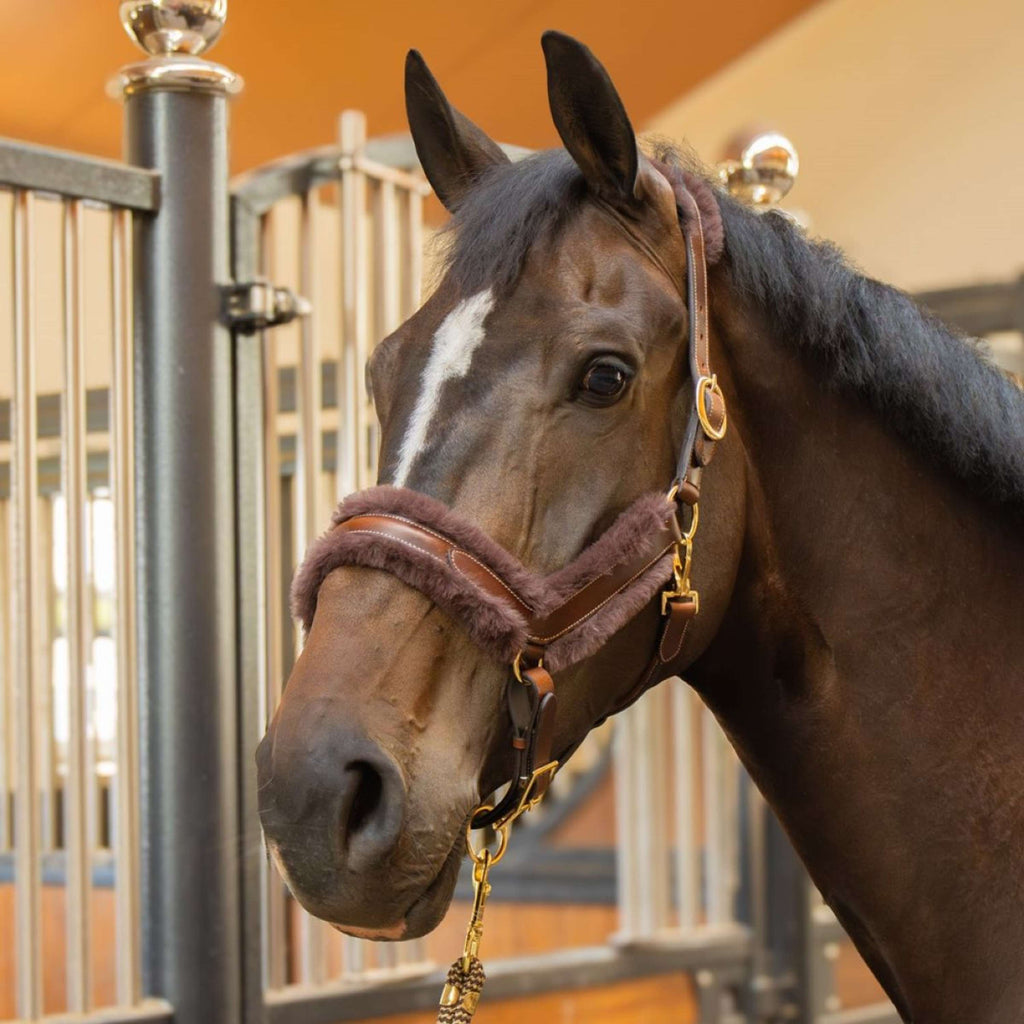 Harry's Horse Licol Leder Anatomic Furry Matt Marron
