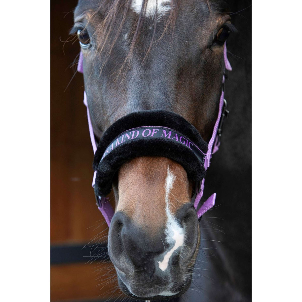 Paroles et citations de Harry's Horse Halter Lila