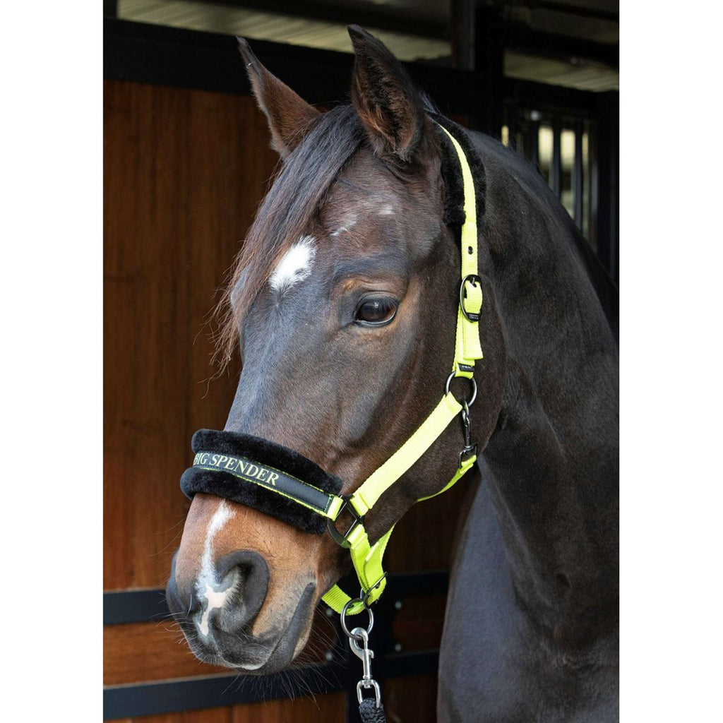 Harry's Horse Licol Lyrics Quotes Limette