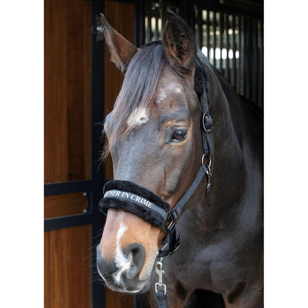 Harry's Horse Licol Lyrics Quotes Noir