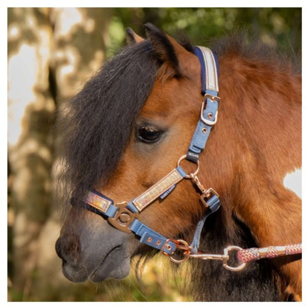 Harry's Horse Ensemble Licol Diva Mauvewood Faded-Denim