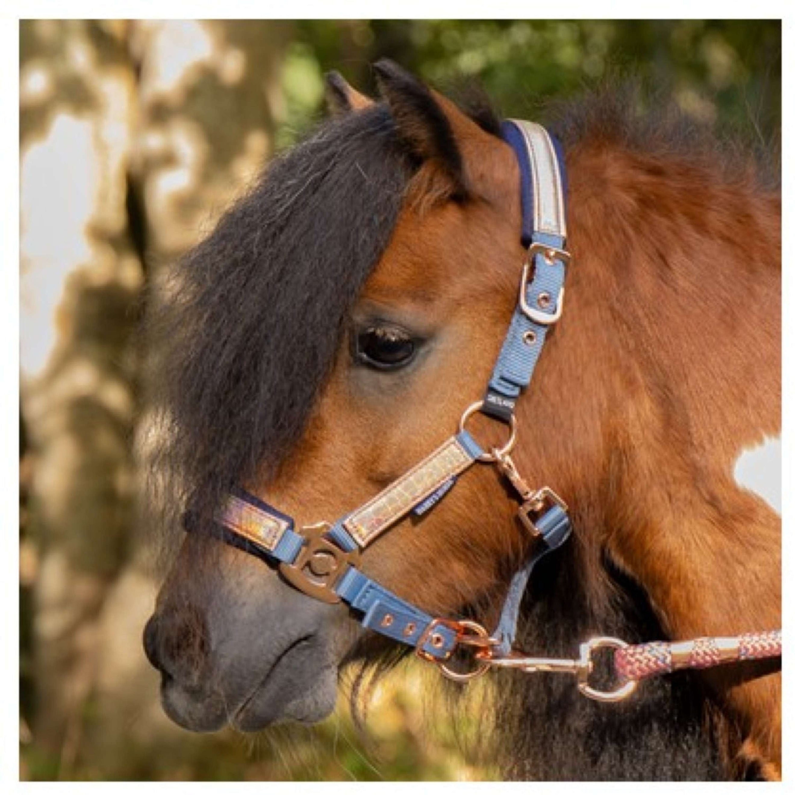Harry's Horse Ensemble Licol Diva Mauvewood Faded-Denim