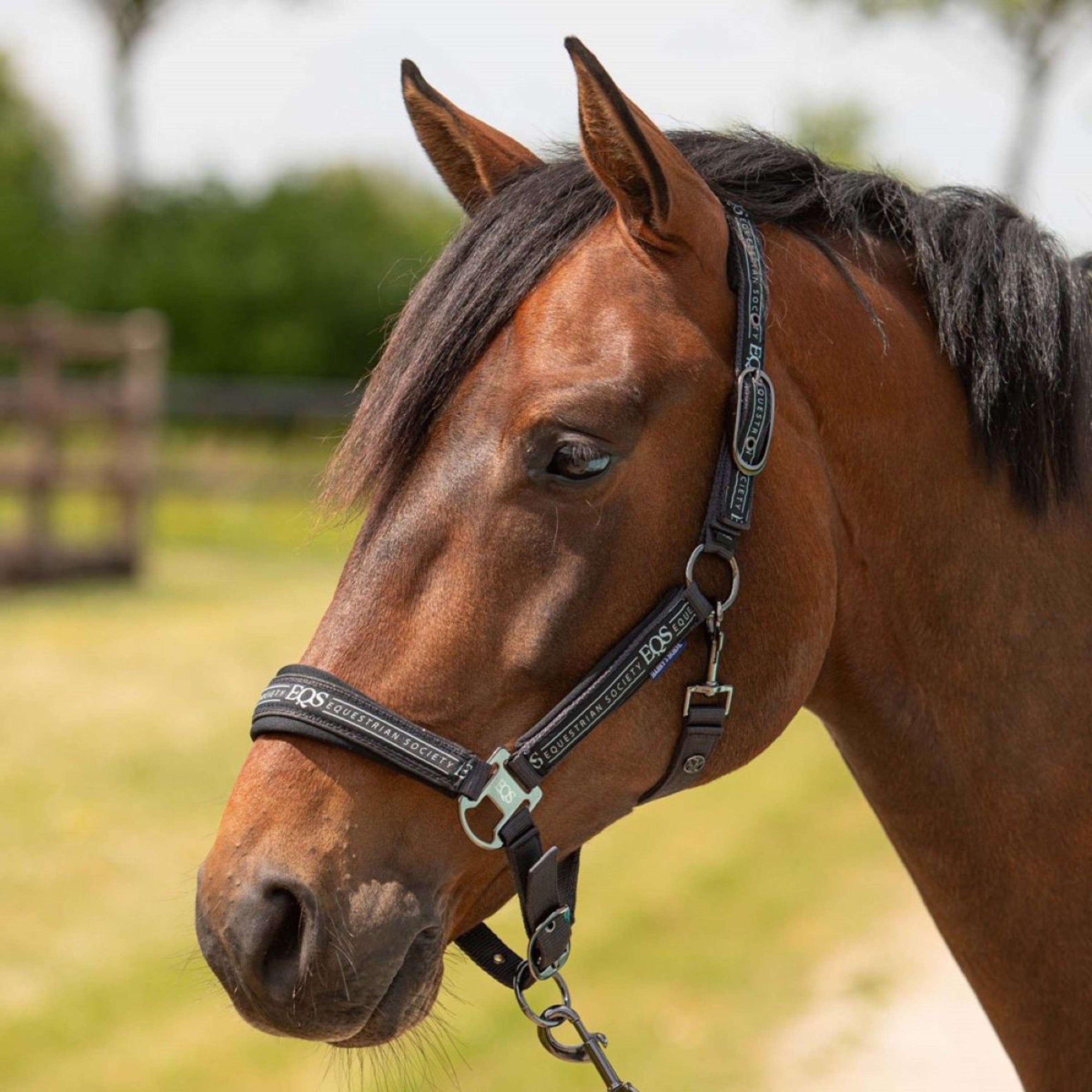 Harry's Horse Ensemble Licol Equestrian Society Black Sand